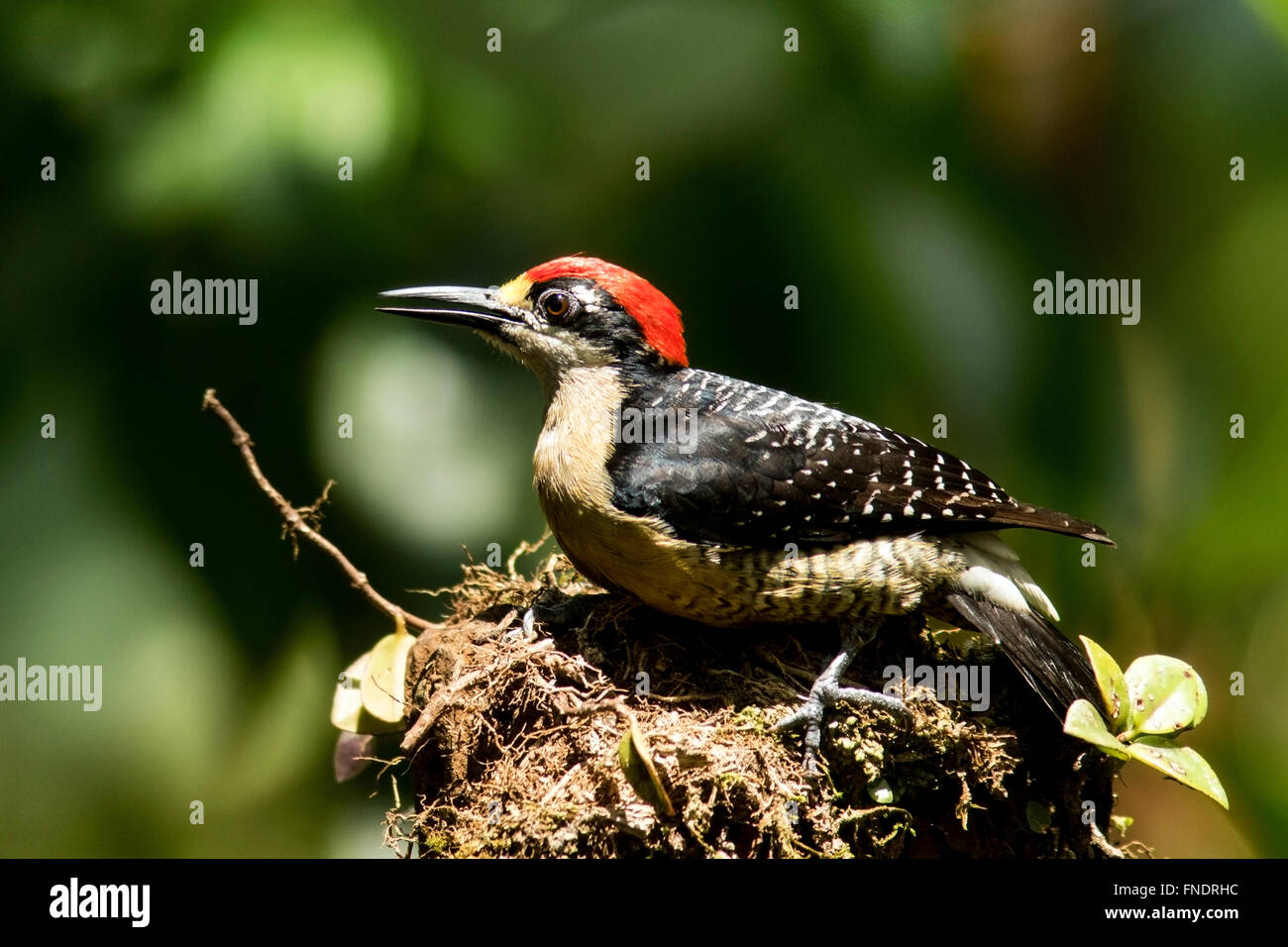 Black-cheeked Woodpecker (Male) - La Laguna del Lagarto Lodge, Boca Tapada, San Carlos, Costa Rica Stock Photo