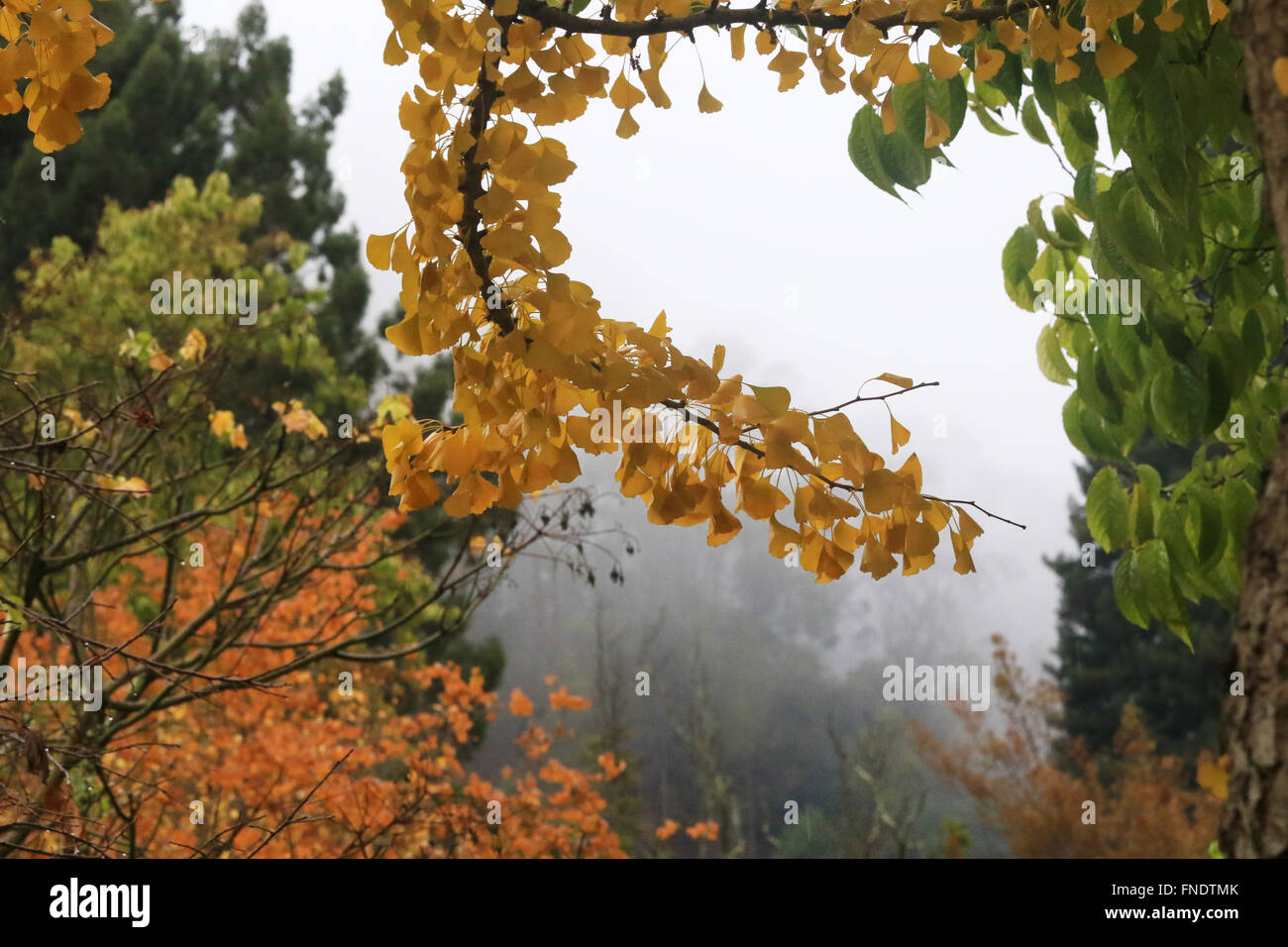 Yellow, orange and green leaves in fall on a foggy day Stock Photo