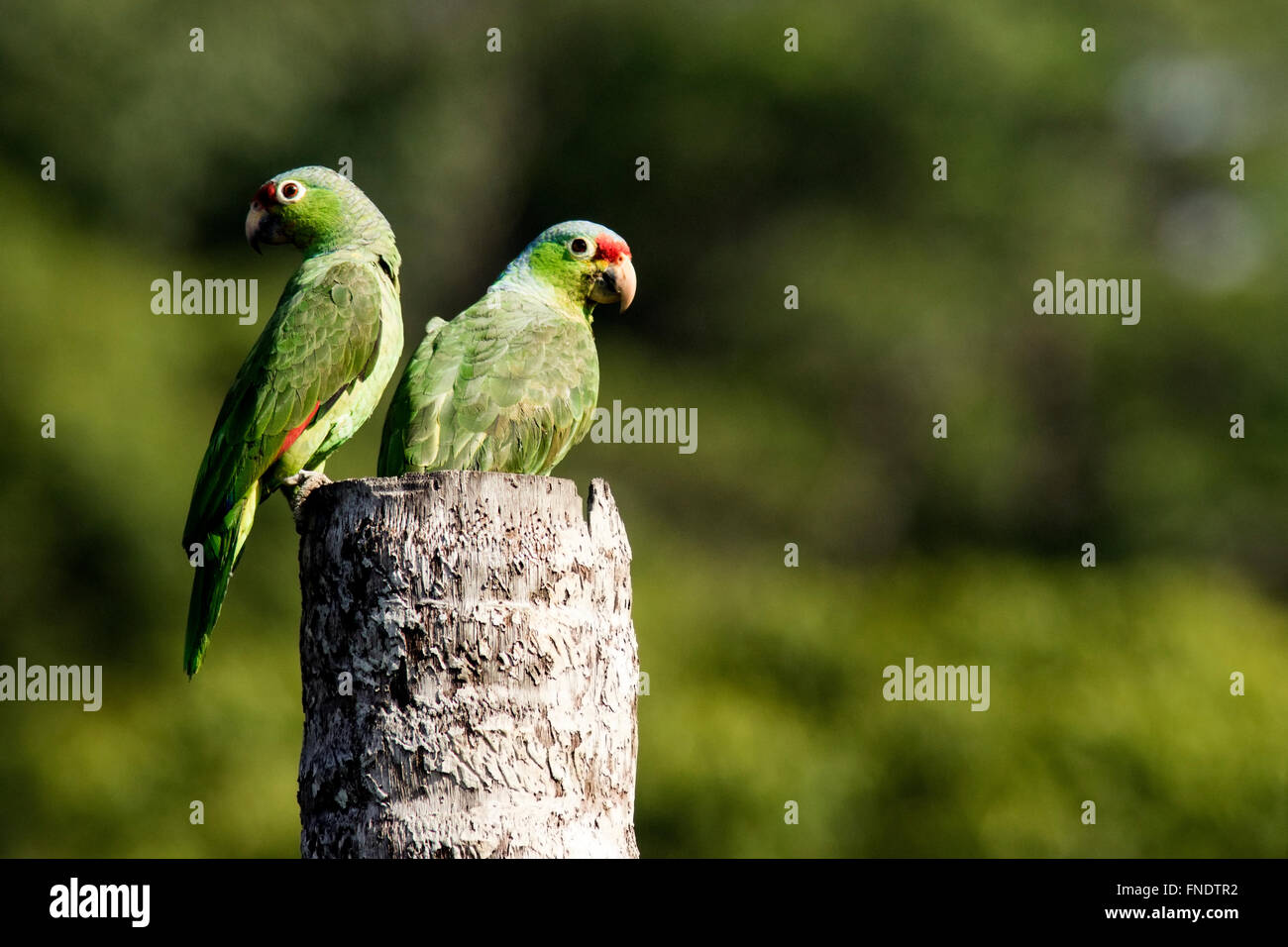 Red-lored Parrots or Red-lored Amazon Parrots - Laguna del Lagarto Lodge, Boca Tapada, San Carlos, Costa Rica Stock Photo