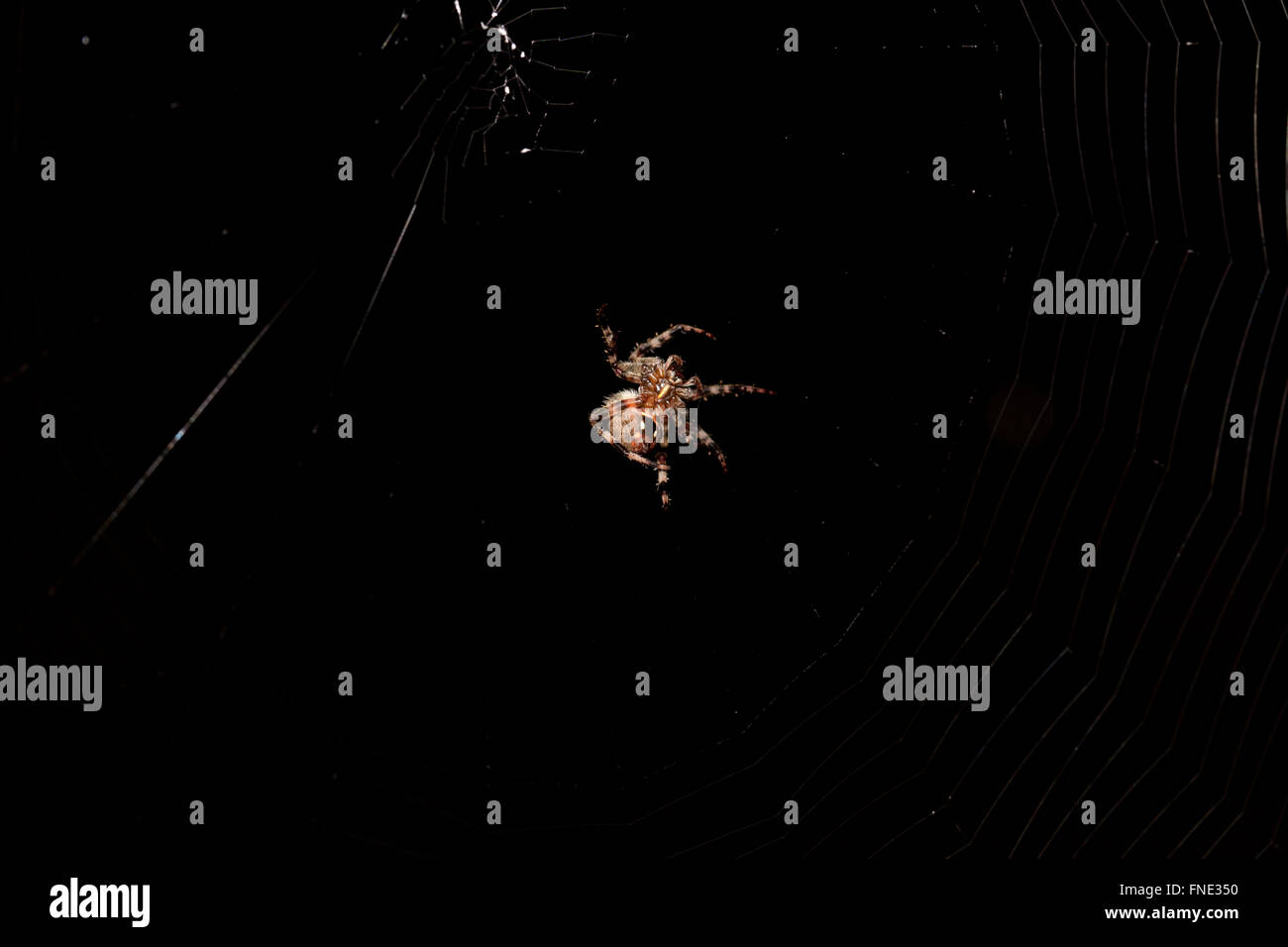 Garden spider on its web Stock Photo - Alamy