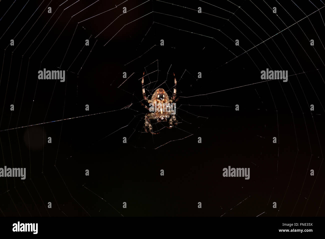 Garden spider on its web Stock Photo - Alamy