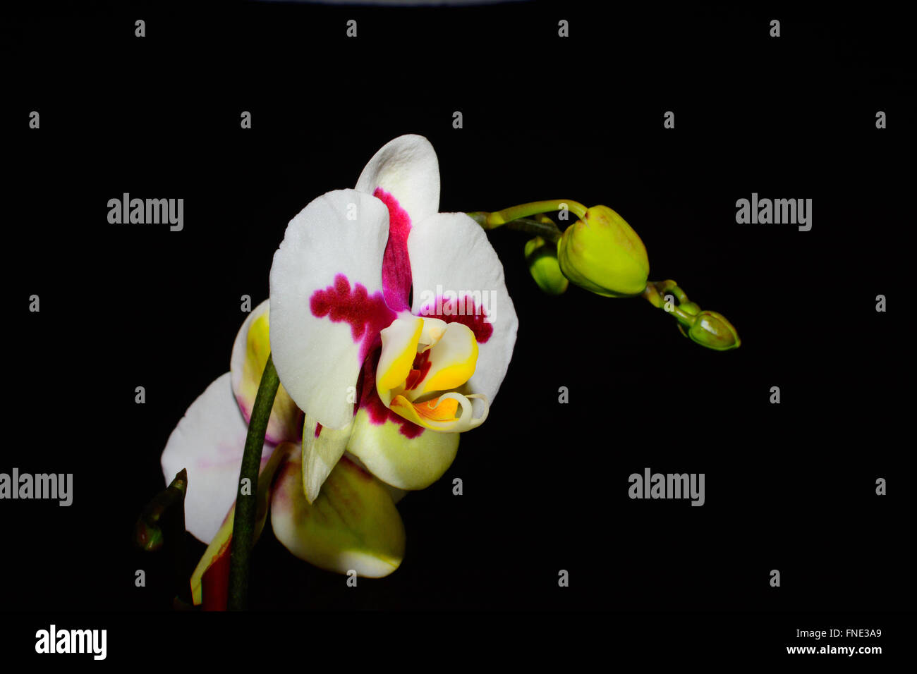 White orchid on black background Stock Photo Alamy