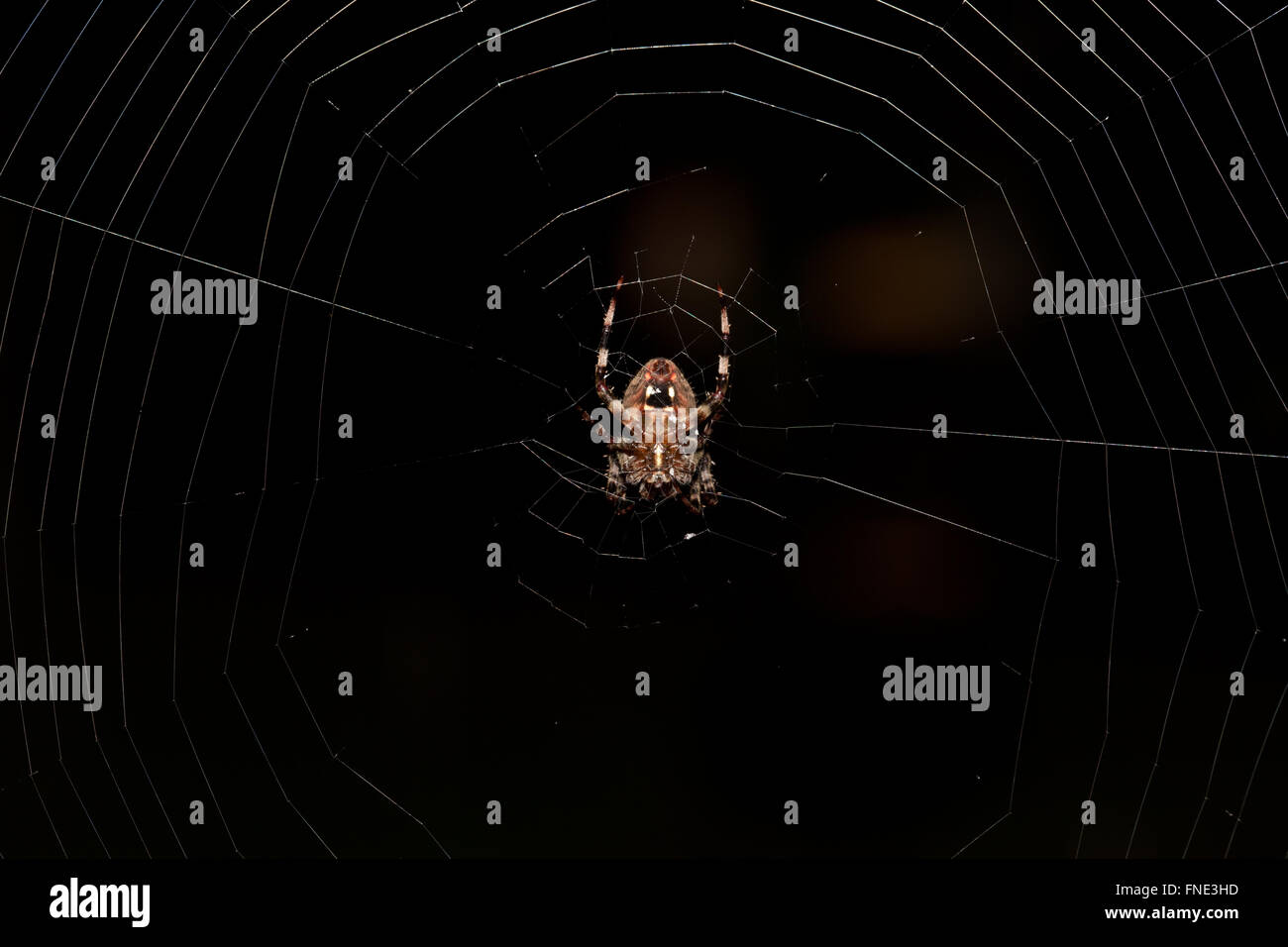 Garden spider on its web Stock Photo - Alamy