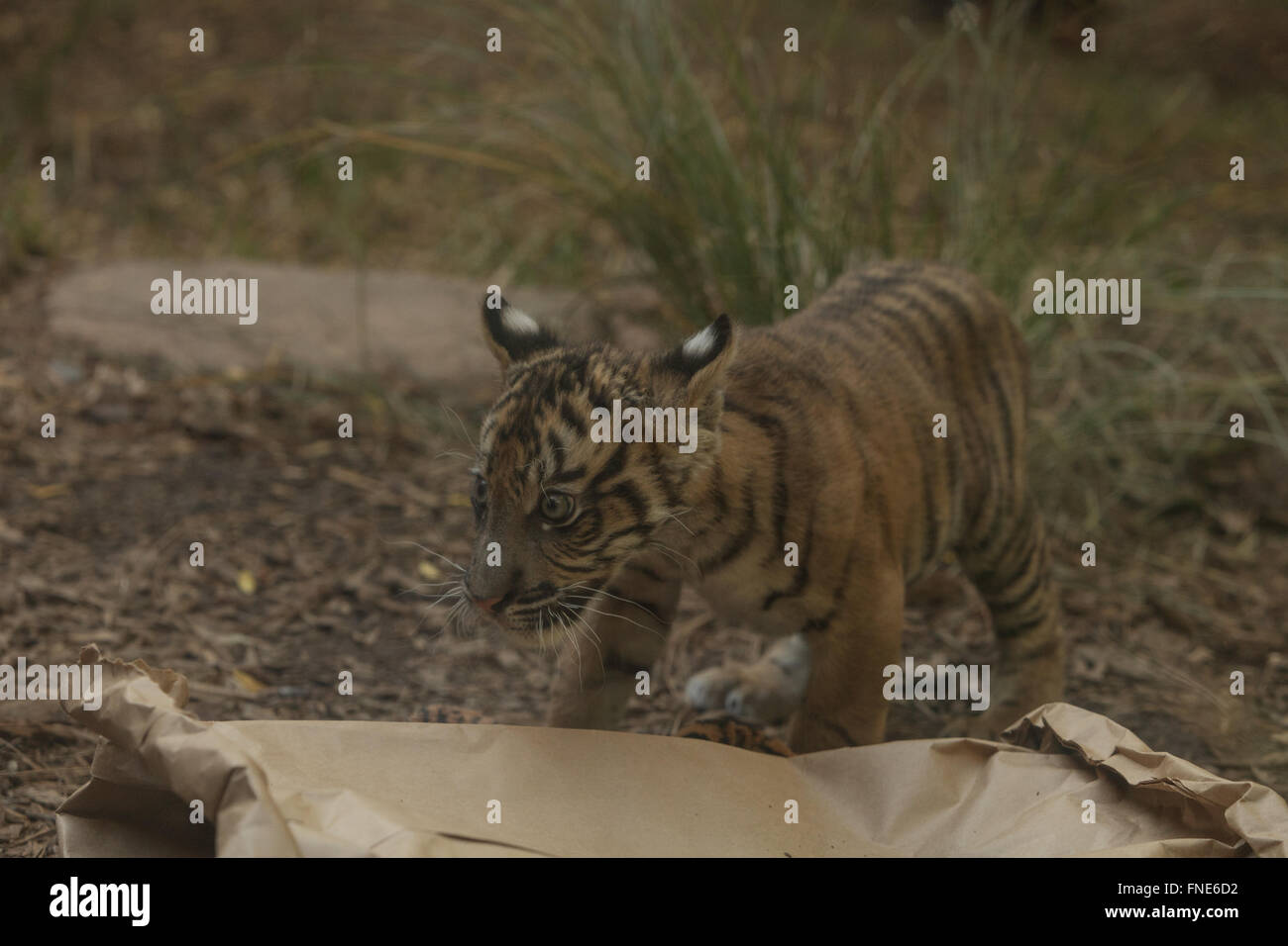 Sumatran tiger cub, Panthera tigris sumatrae, explores the boundaries of his enclosure Stock Photo