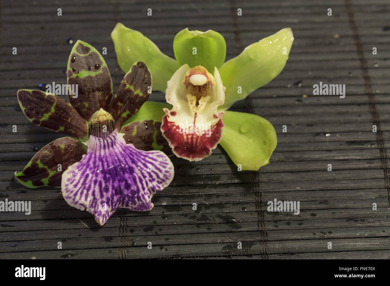 Purple and green orchid, Zygopetalum species, beside a green and red Cymbidium species on a black bamboo mat background Stock Photo