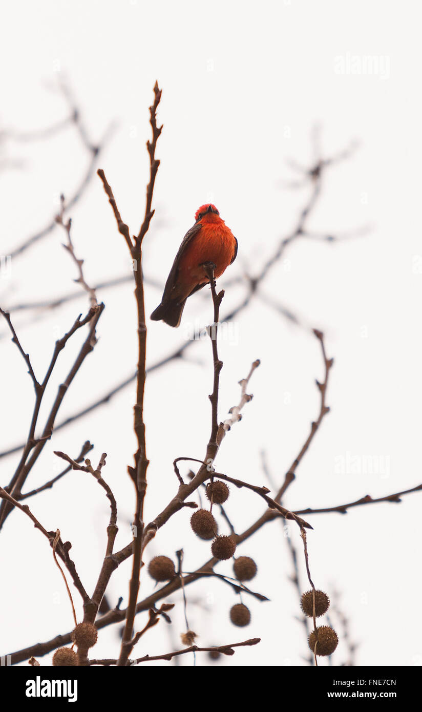 A male vermilion flycatcher bird, Pyrocephalus rubinus, perches in a tree at the San Joaquin marsh and wildlife sanctuary, South Stock Photo