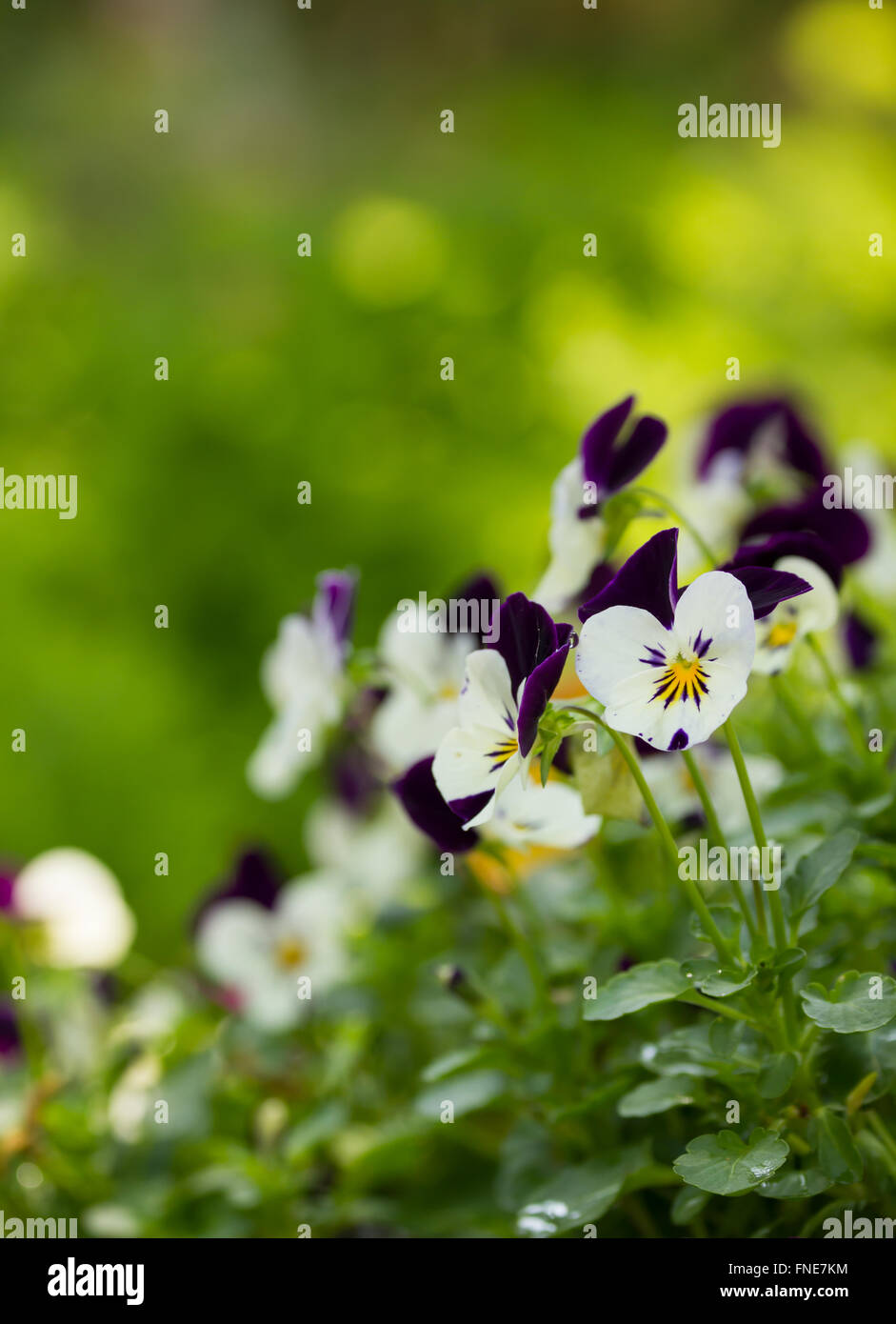 Flowers in the small garden, blur background Stock Photo - Alamy