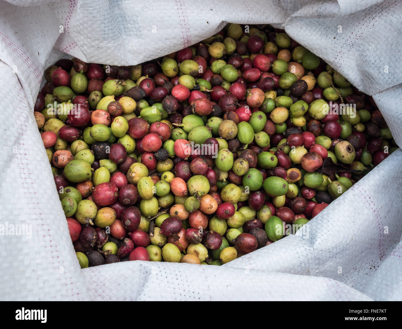 fresh coffee beans before roast in sack Stock Photo Alamy