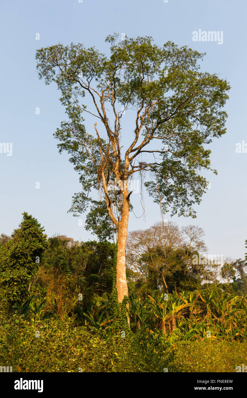 Tropical rainforest vegetation hi-res stock photography and images - Alamy