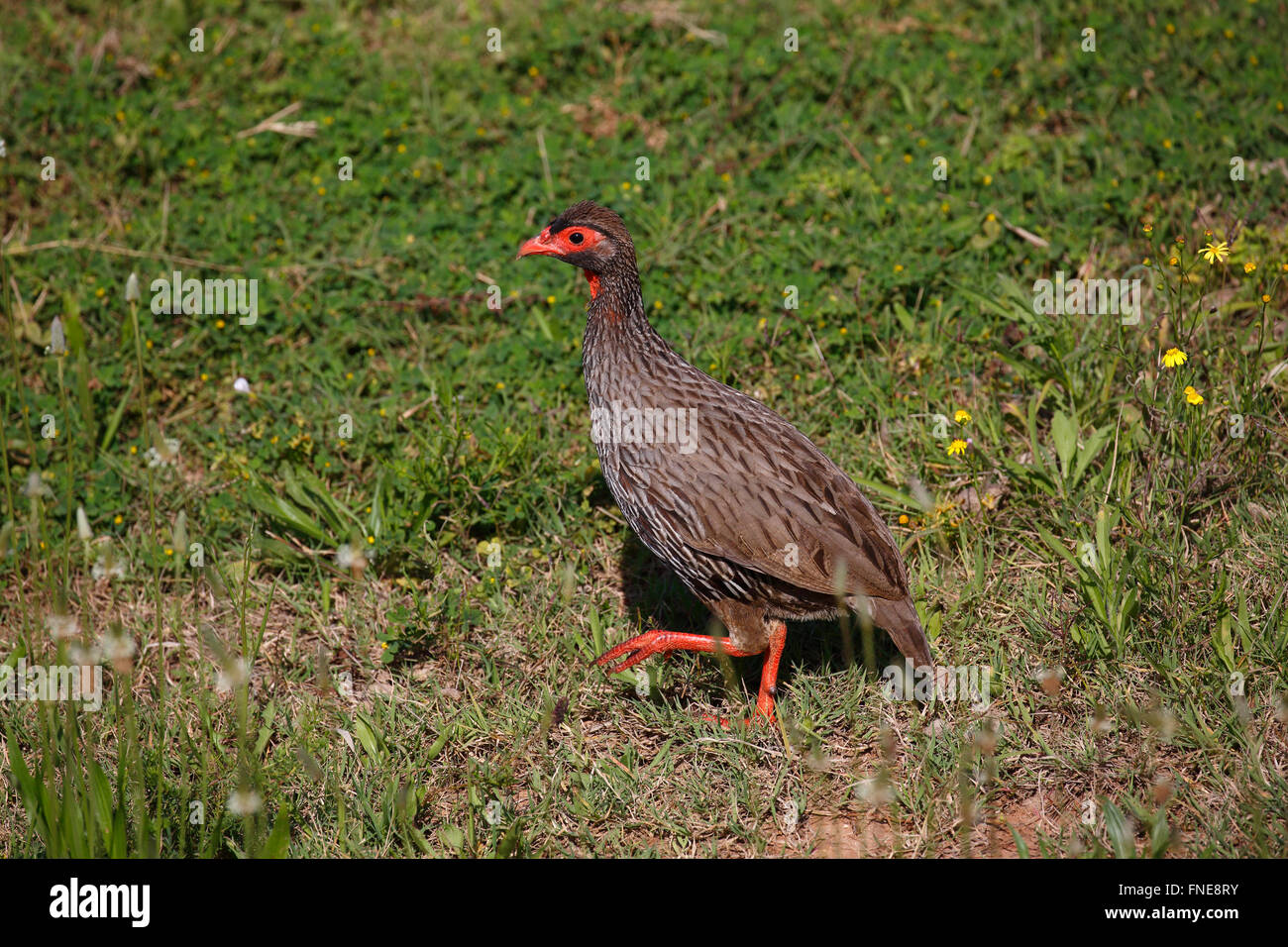 Red-necked spurfowl (Francolinus afer), Eastern Cape, South Africa Stock Photo
