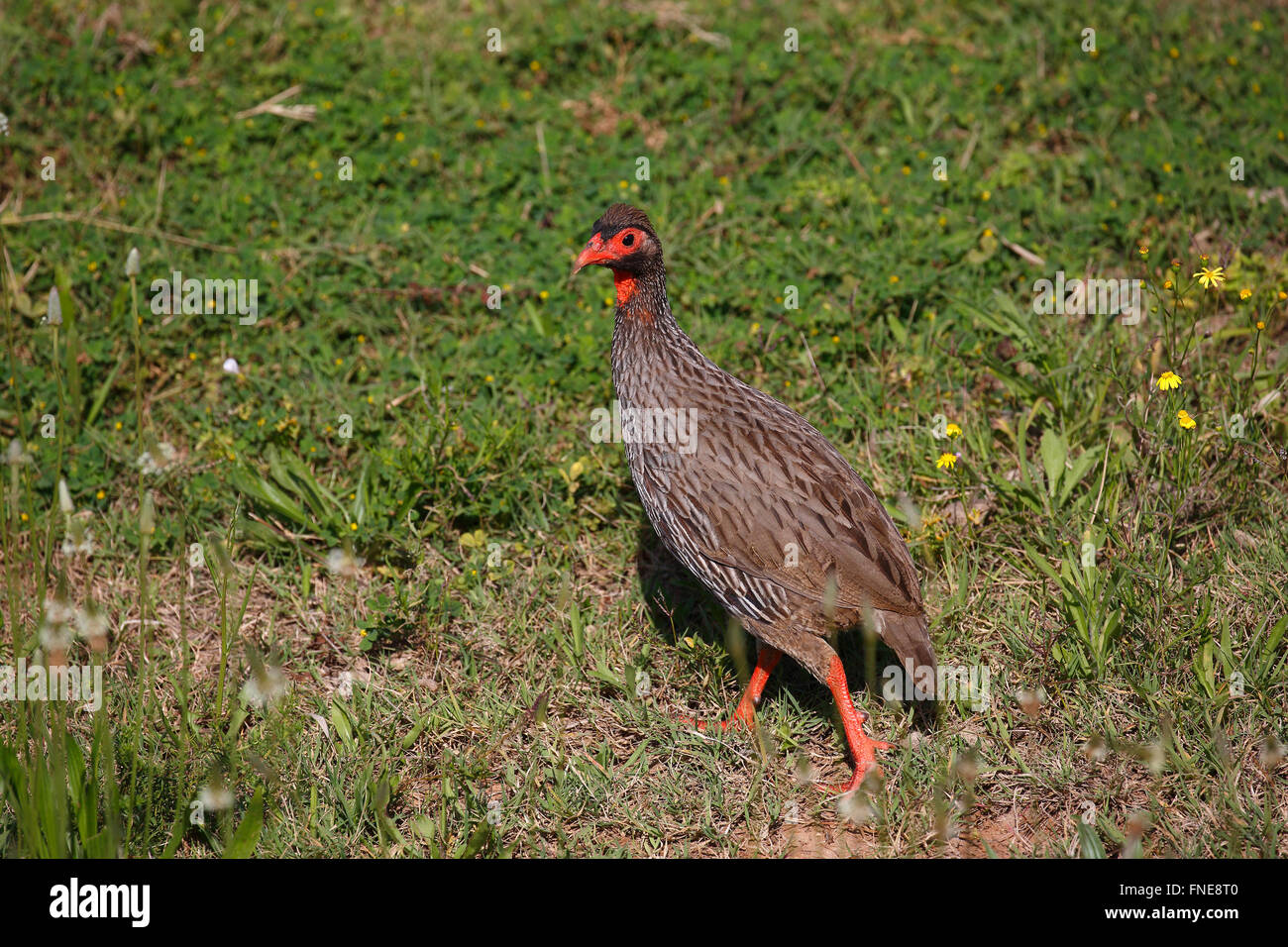 Red-necked spurfowl (Francolinus afer), Eastern Cape, South Africa Stock Photo