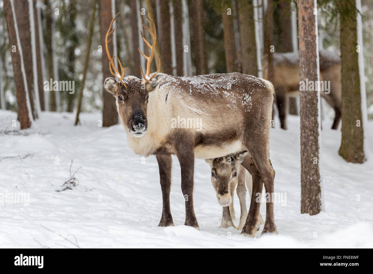 Two reindeer (Rangifer tarandus) in snow, captive, Kivilompolio, near Rovaniemi, Lapland, Finland Stock Photo