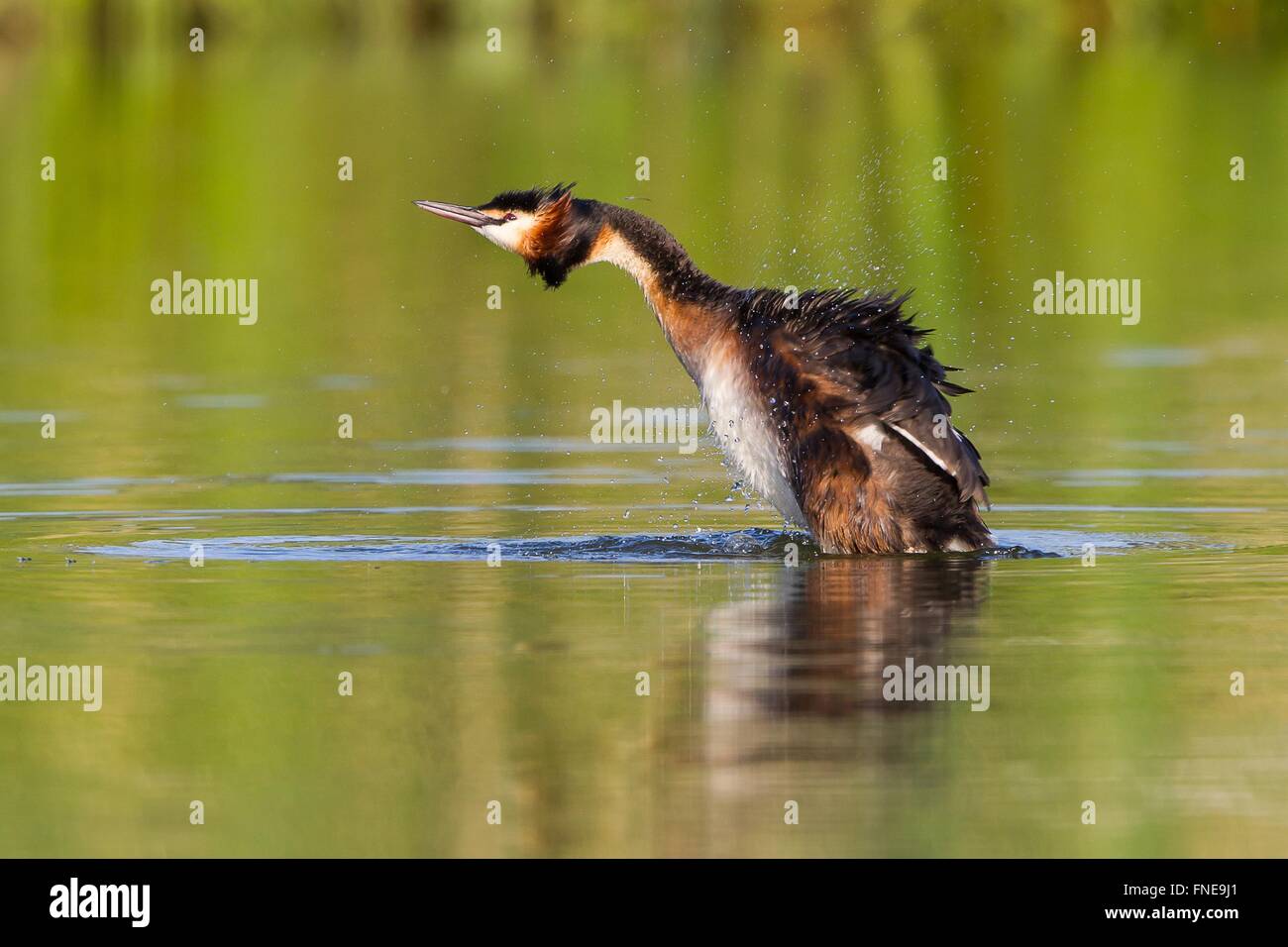 Great crested grebe (Podiceps cristatus) shaking feathers in water, Hesse, Germany Stock Photo