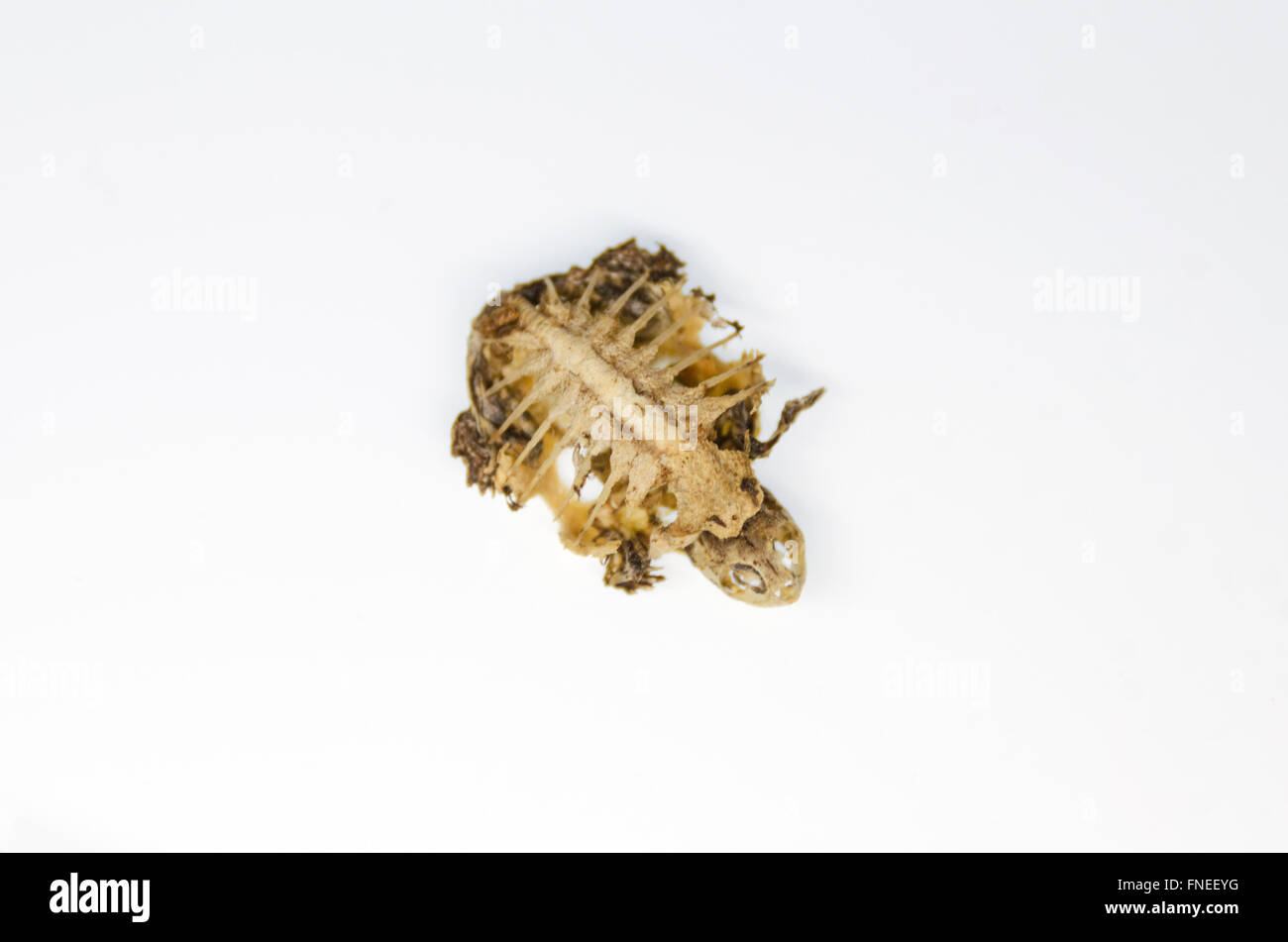 baby turtle skeleton; Southbridge, Massachusetts. Stock Photo