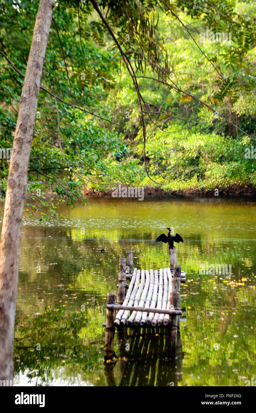 Little cormorant, Phalacrocorax niger, drying its wings after fishing in a lake in Bangkok