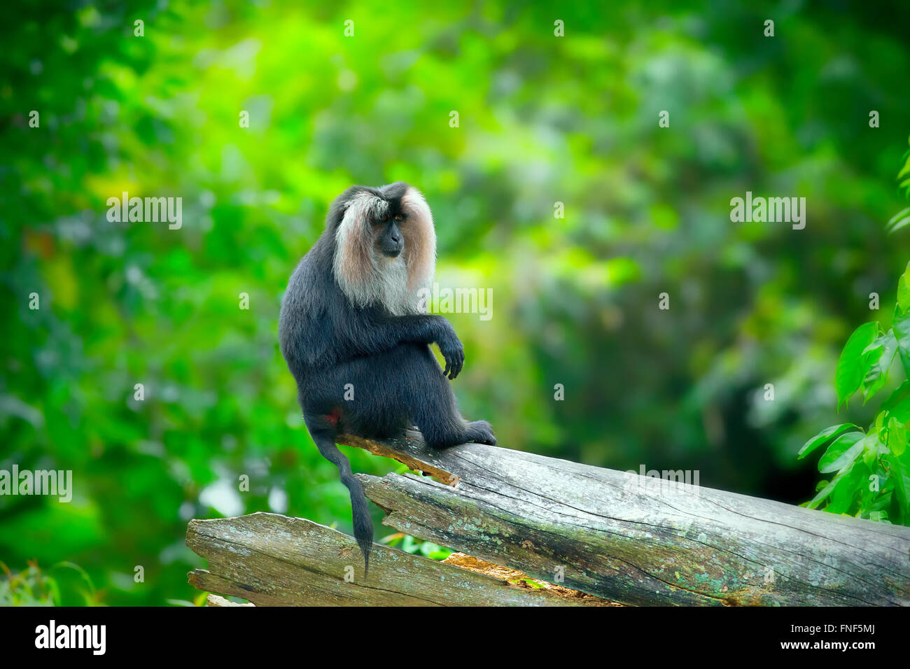 Wild Liontailed Macaque Stock Photo Alamy
