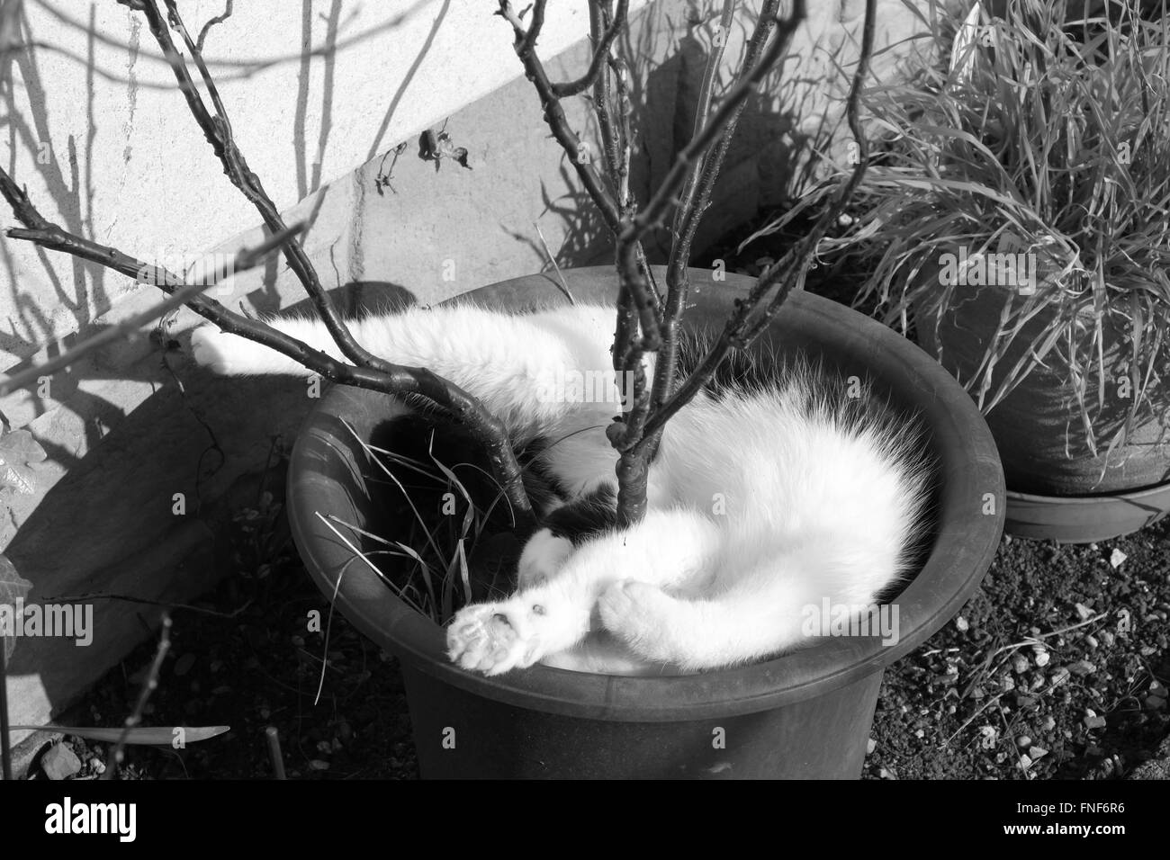 Domestic British cat relaxing in the early spring sun in a flower pot with a shrub yet the leaf in it. March 2016 Stock Photo