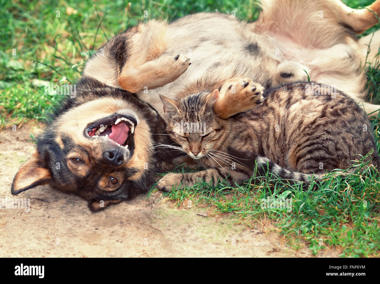 Dog and cat best friends playing together outdoor. Lying on the back