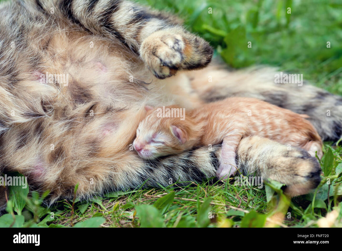 Newborn kitten near catmom Stock Photo Alamy