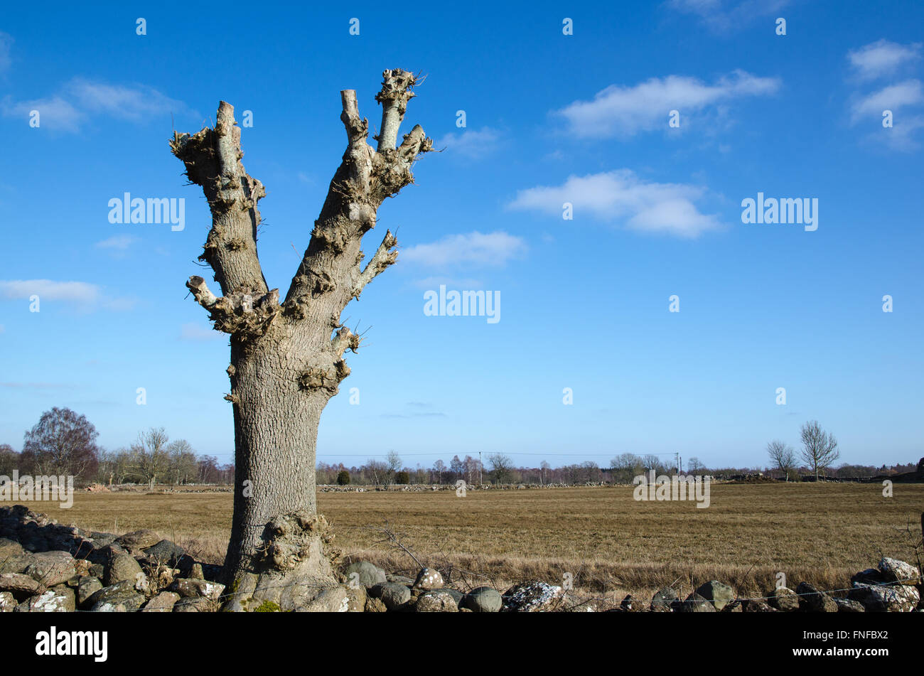Newly lopped tree by a field at spring Stock Photo - Alamy