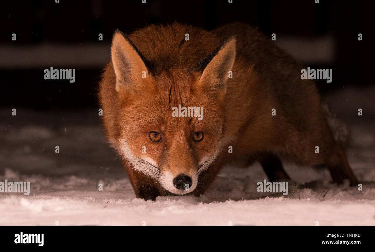 red fox in the snow Stock Photo