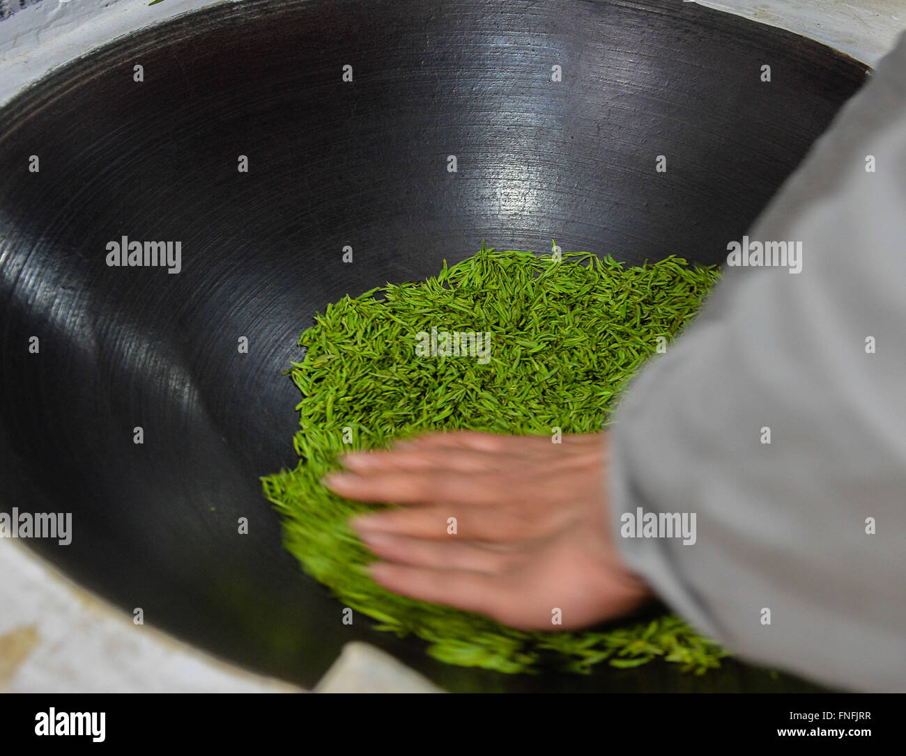 (160315) -- SUZHOU, March 15, 2016 (Xinhua) -- Yan Jielong bakes Biluochun tea in Dongshan Town, Suzhou City of east China's Jiangsu Province, March 14, 2016. Yan Jielong, 53 years old, inheritor of ancient making technique of Chinese tea Biluochun, has learnt the skill since he was 16 years old. Requiring high standard of making technique, Biluochun tea is the speciality of Dongshan Town, where the people who know the ancient making technique are mostly in their 50s. Yan and other inheritors have taken video of their method and hope they may someday open a school for it and pass on the techni Stock Photo