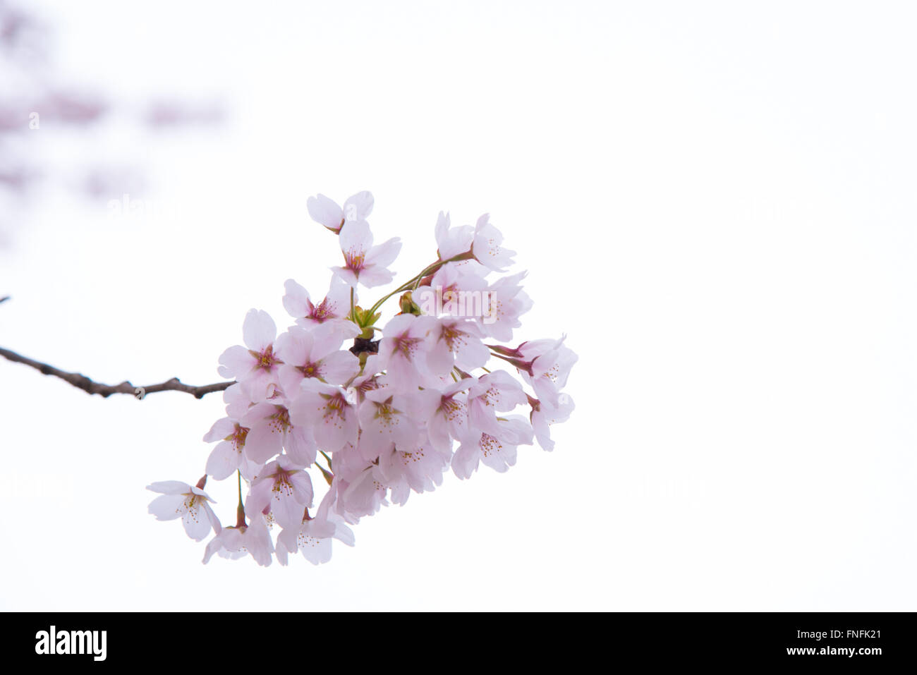 cherry blossoms in spring season at japan Stock Photo - Alamy