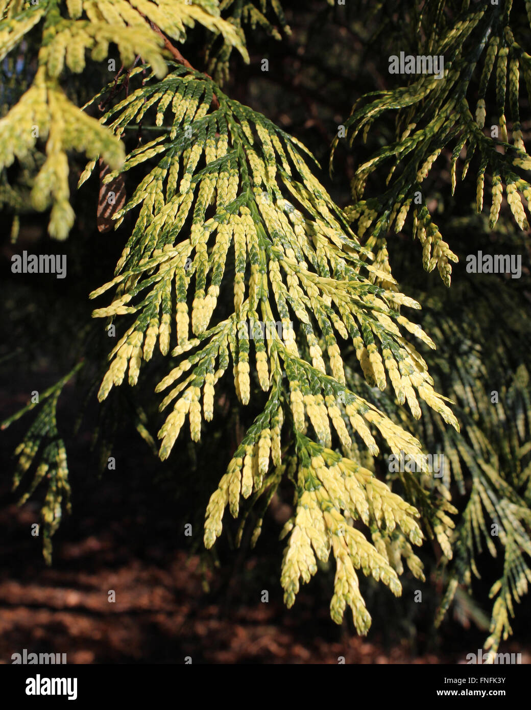 The beautiful variegated foliage of Thuja plicata 'Zebrina' also known as Western Red Cedar. Stock Photo