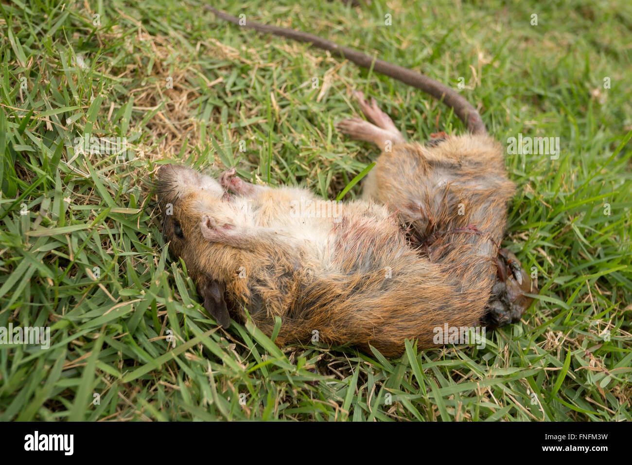 Dead animal mouse in trap, lying on green grass lawn, garden, park, outside,  backyard, summer Stock Photo - Alamy