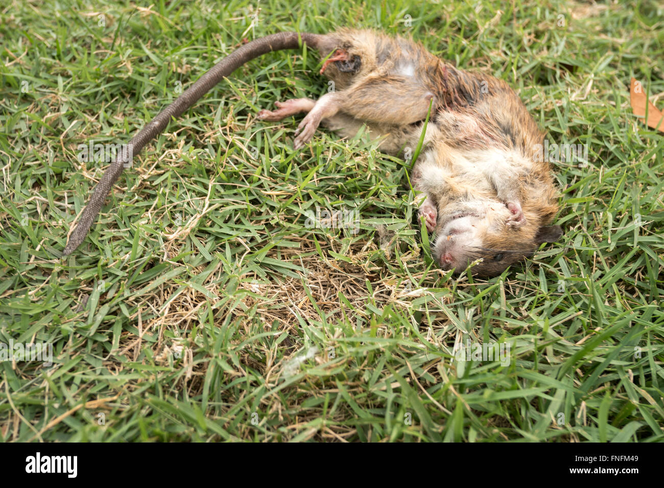 Dead animal mouse in trap, lying on green grass lawn, garden, park, outside,  backyard, summer Stock Photo - Alamy