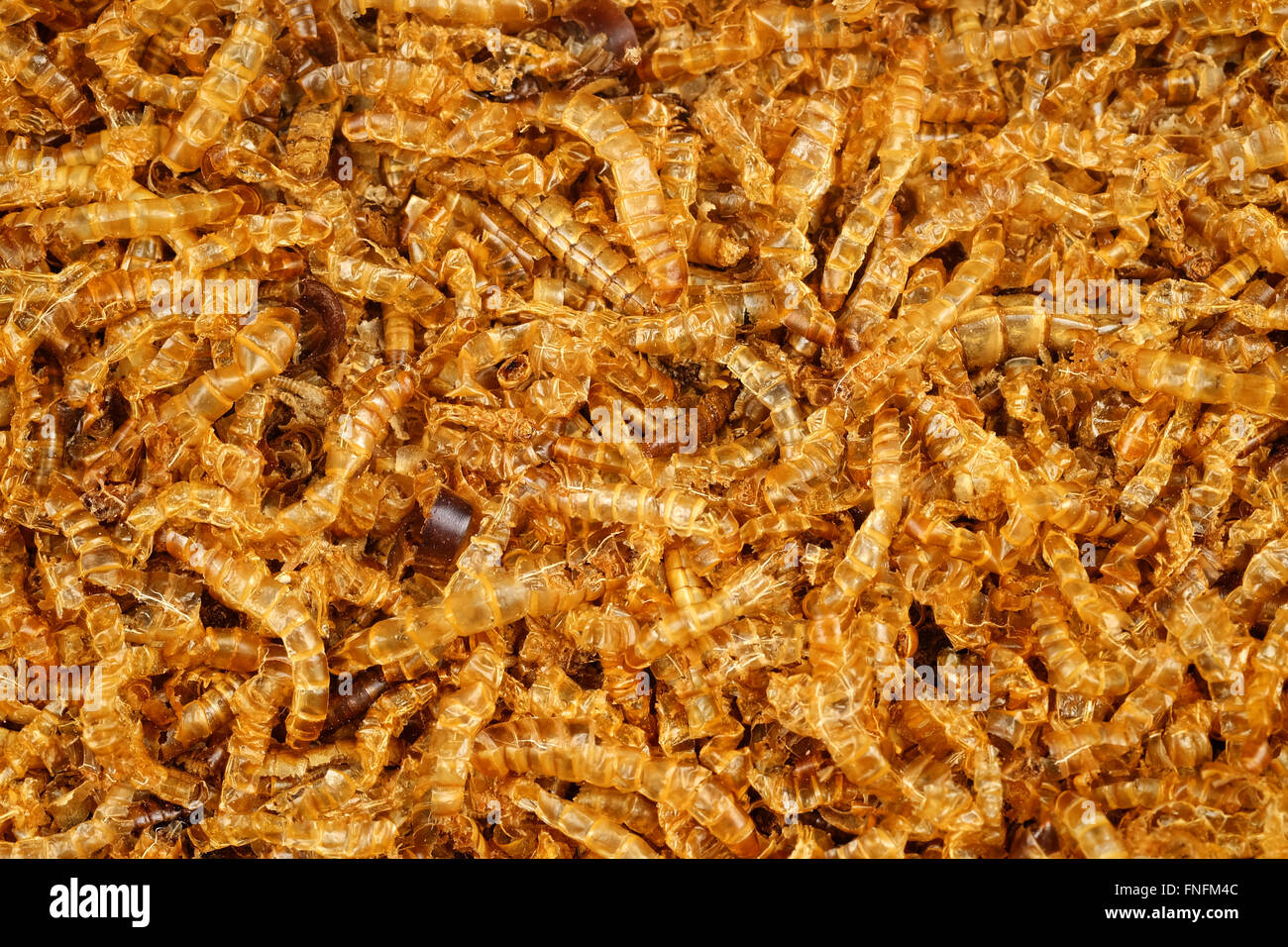 Dead worm hires stock photography and images Alamy