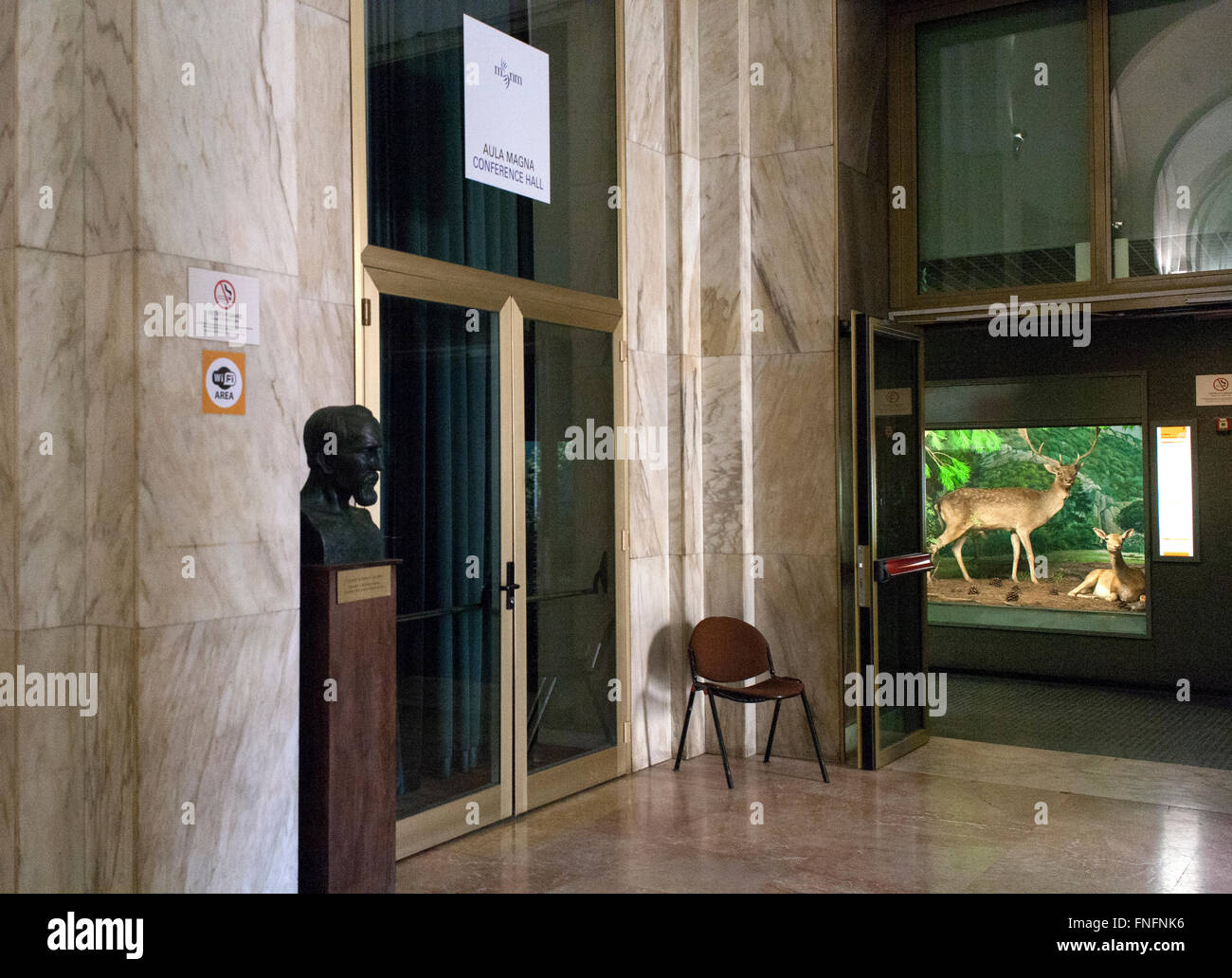Natural museum history, stuffed animals in glass cases: deers, fawn Stock Photo