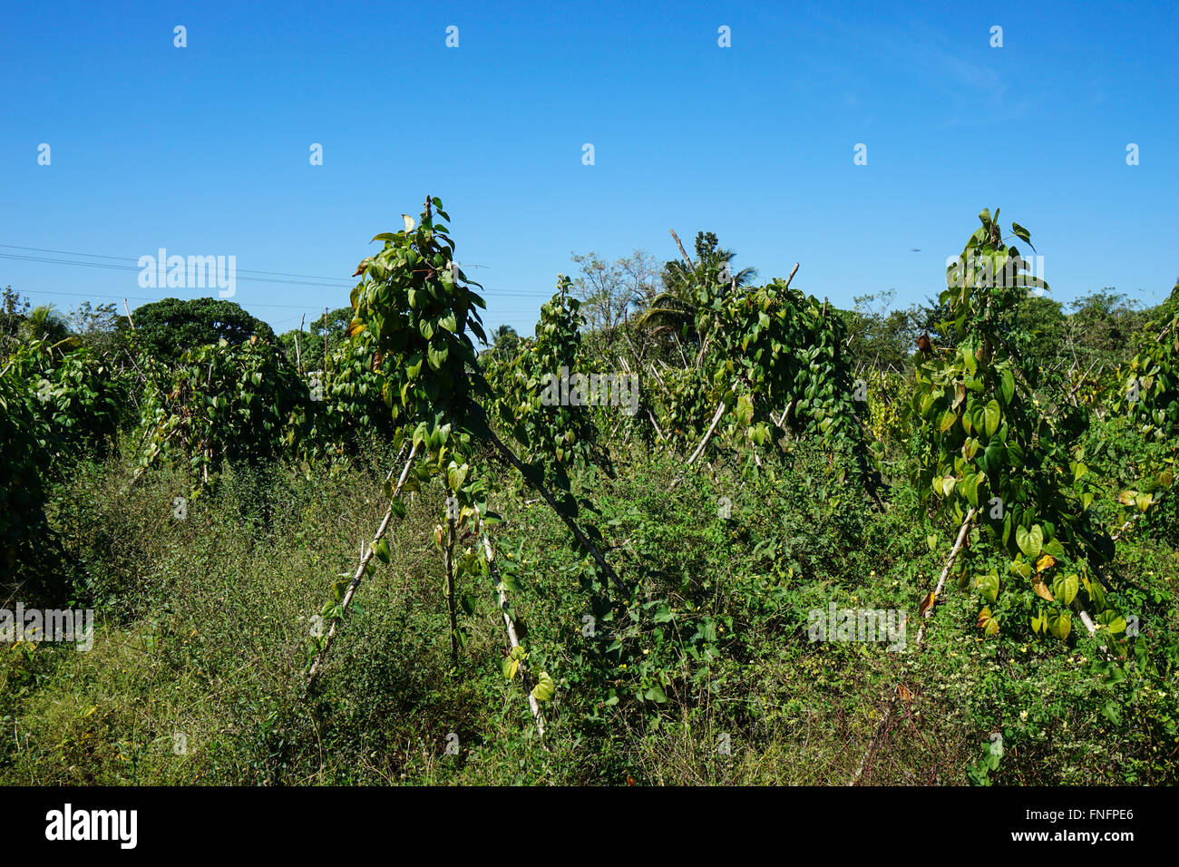 Tropical agricultural land with yams plants staked and growing Stock Photo
