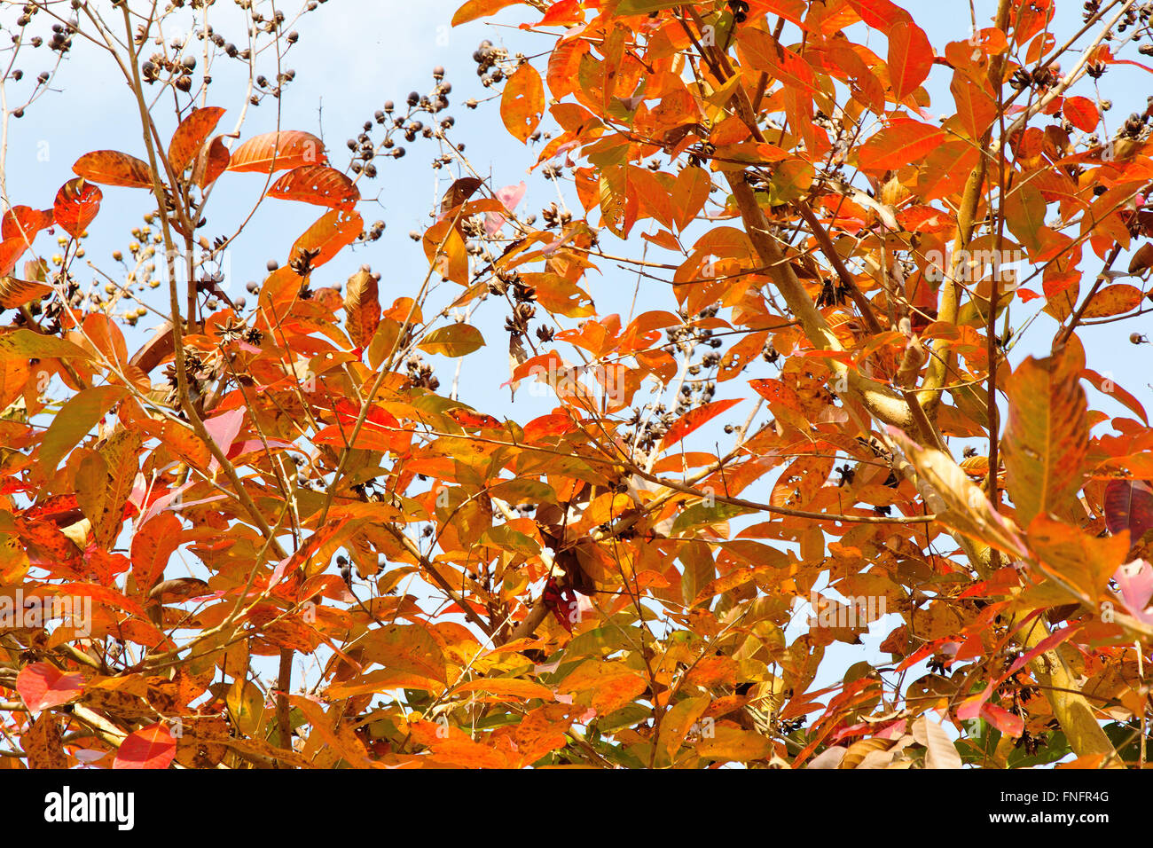 Autumn bush leaves branch hi-res stock photography and images - Alamy