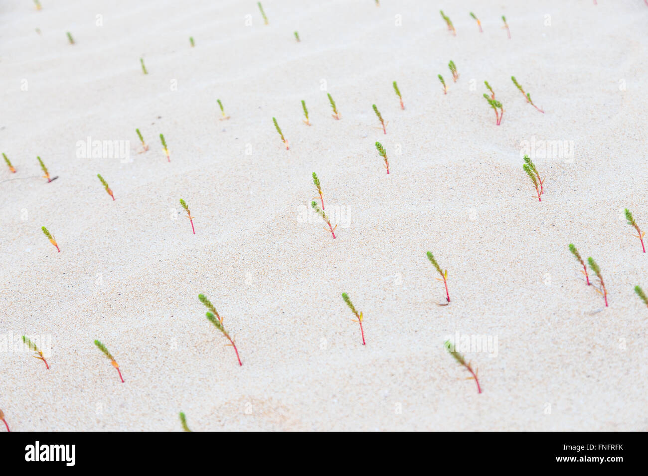 Green sprouts in desert sands Stock Photo Alamy