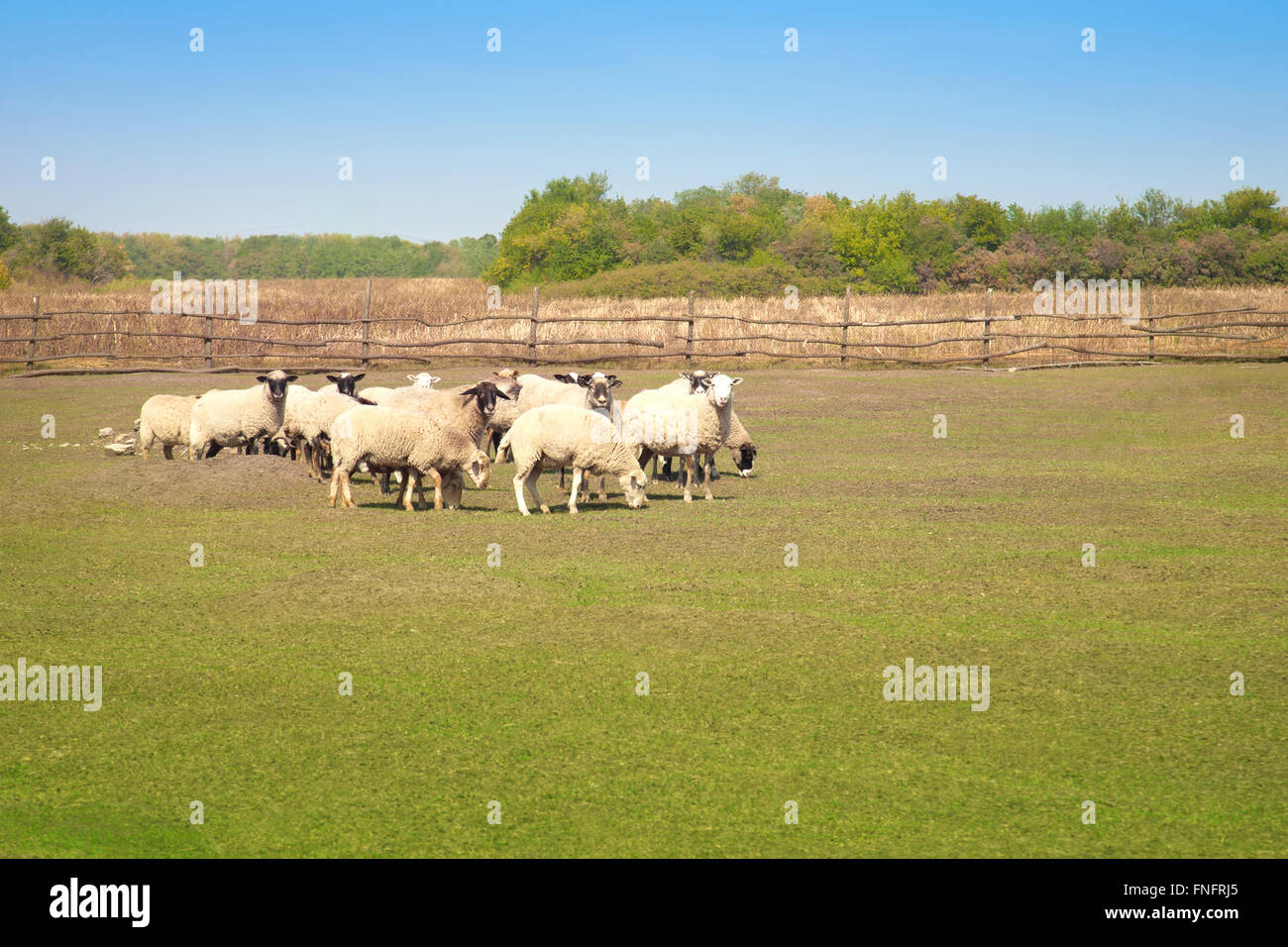Flock of sheep grazing in the meadow Stock Photo - Alamy