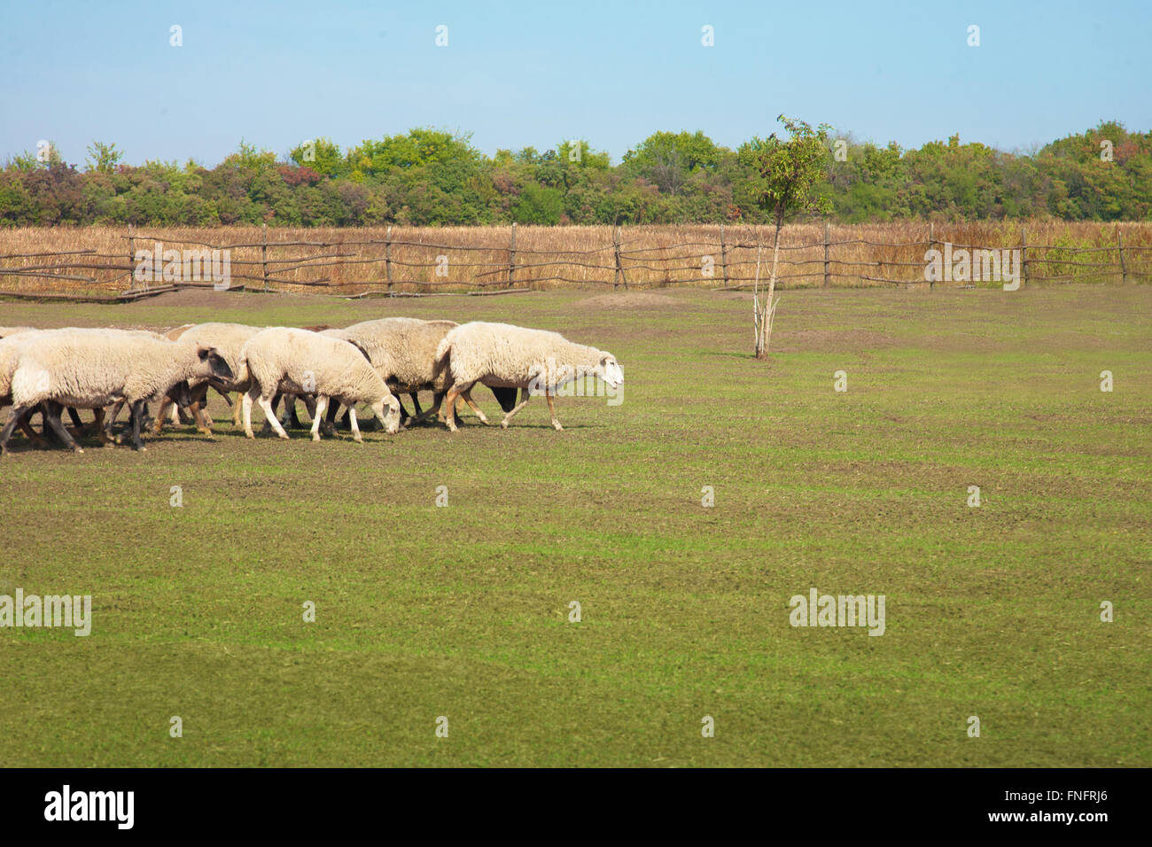 Flock of sheep grazing in the meadow Stock Photo - Alamy