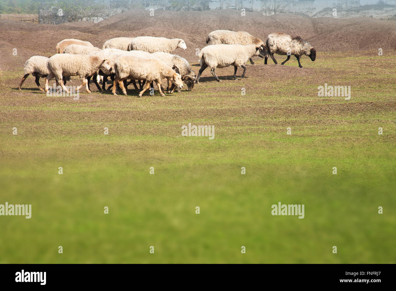 Flock of sheep grazing in the meadow Stock Photo - Alamy