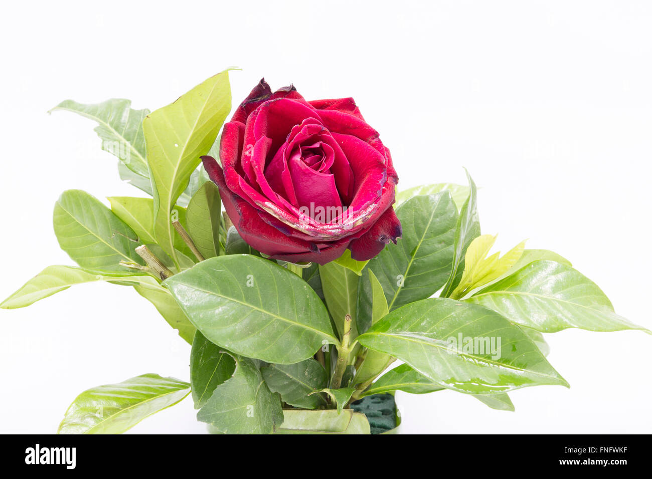 Red Rose isolated on white background Stock Photo - Alamy