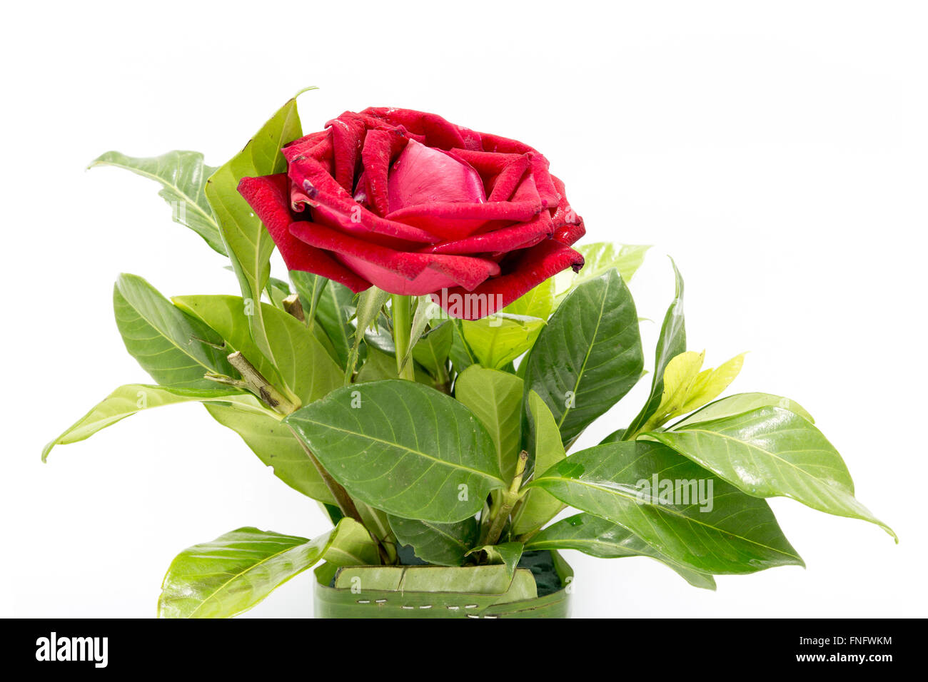 Red Rose isolated on white background Stock Photo - Alamy