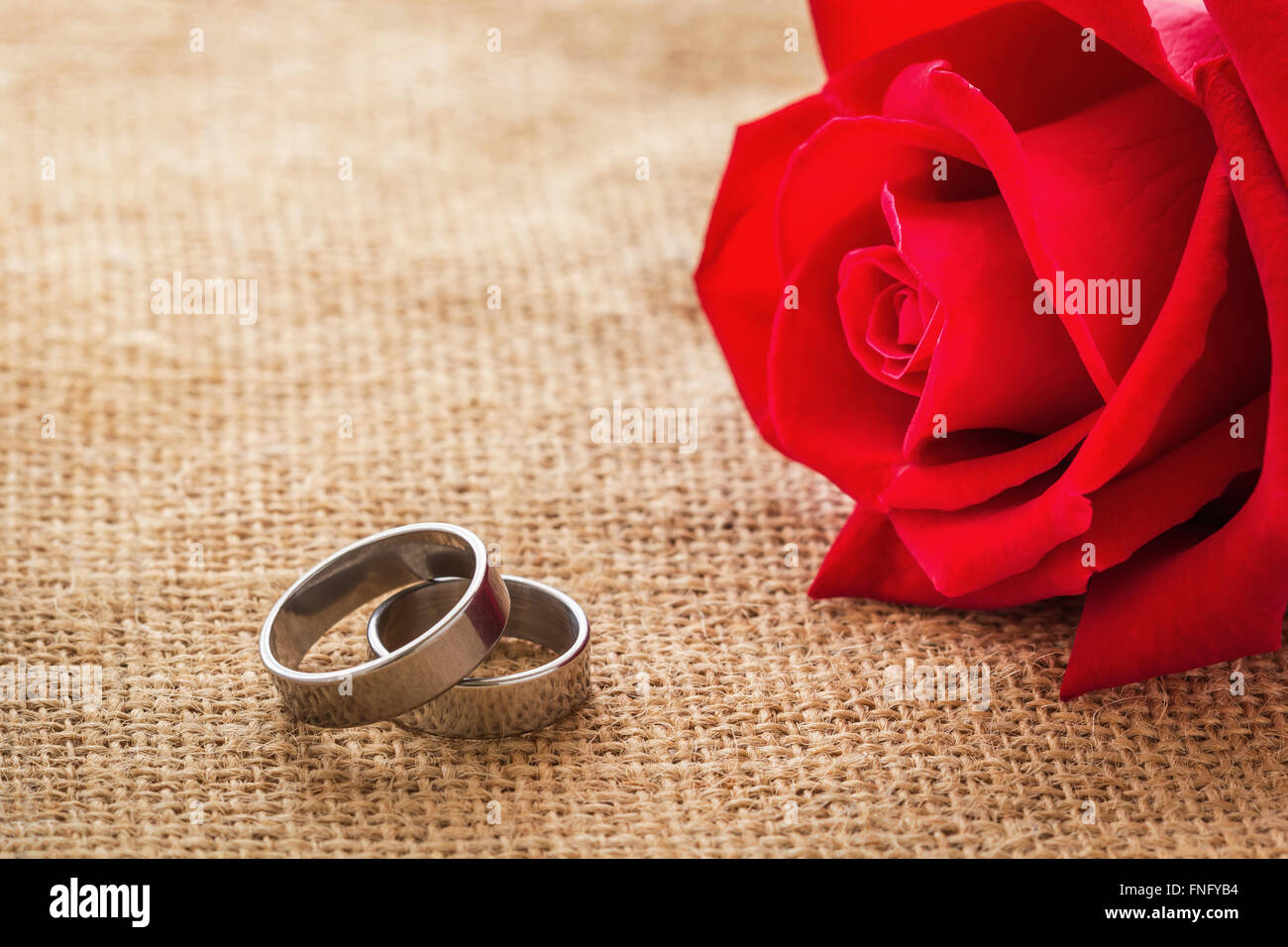Wedding rings on wedding card with roses hi-res stock photography and ...