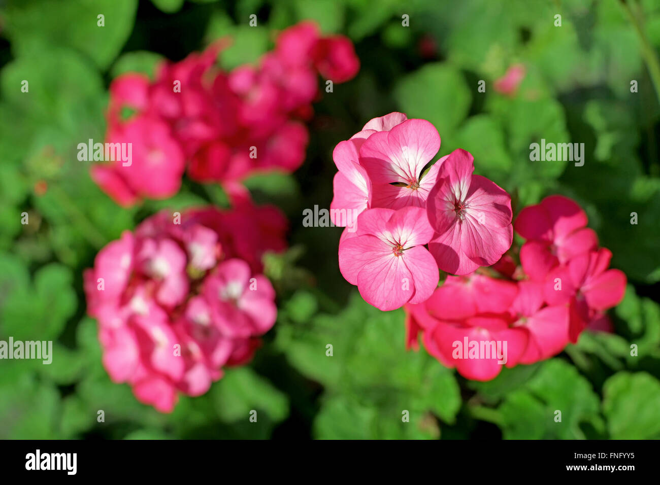 beautiful pink plumbago auriculata flower in the garden Stock Photo