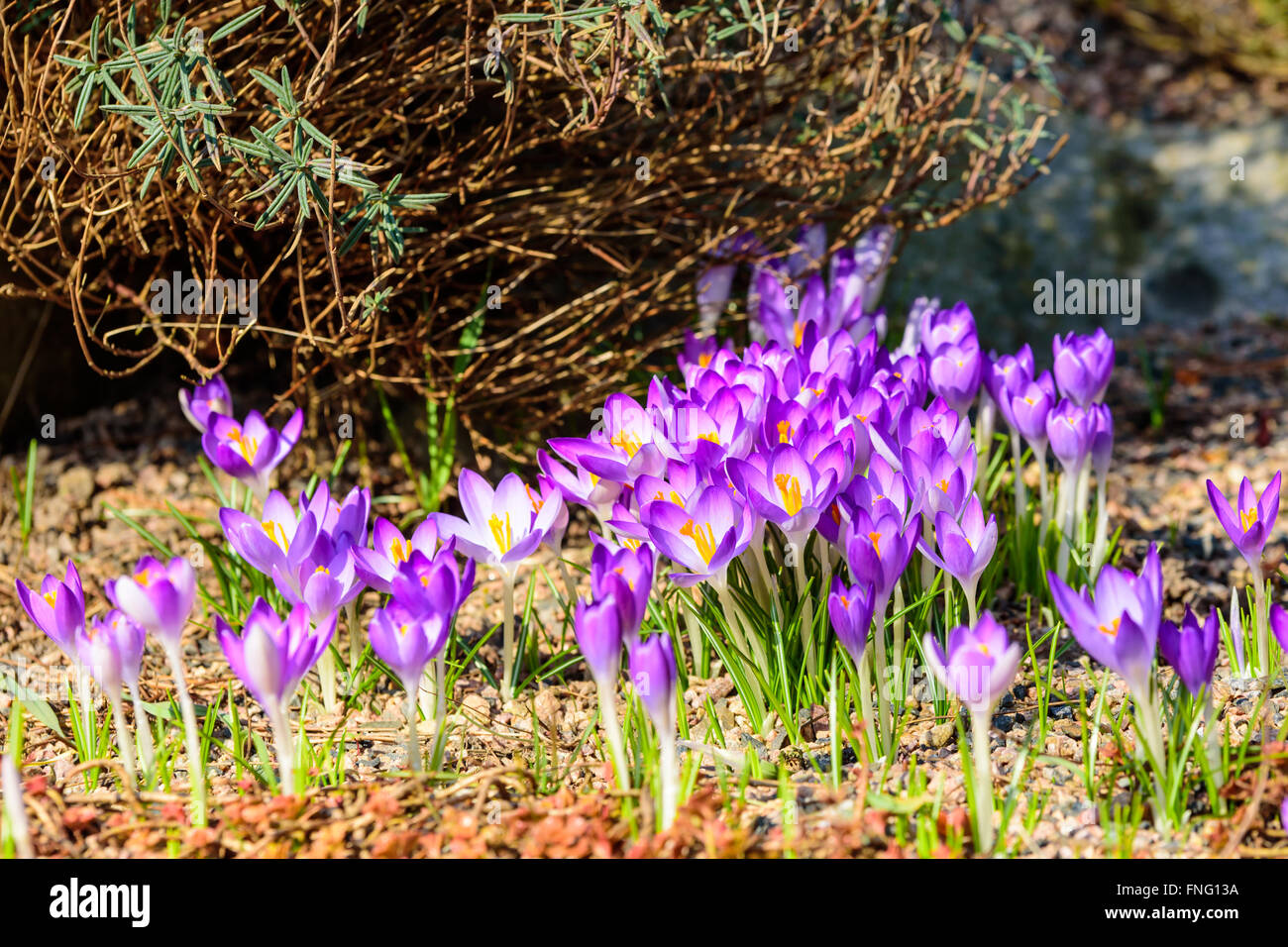 A collection of early crocus (Crocus tommasinianus) growing under a bush. Lovely purple and yellow colors. This is one of the fi Stock Photo