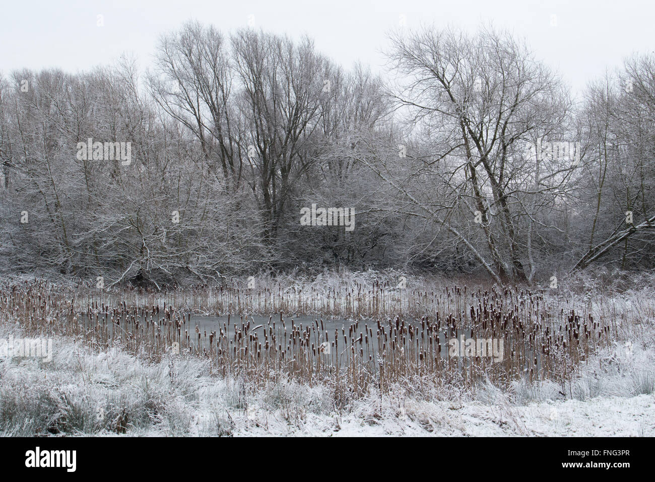 Reedbed-lined, reclaimed gravel pit after an overnight snowfall, Attenborough Nature Reserve, Notts., UK Stock Photo