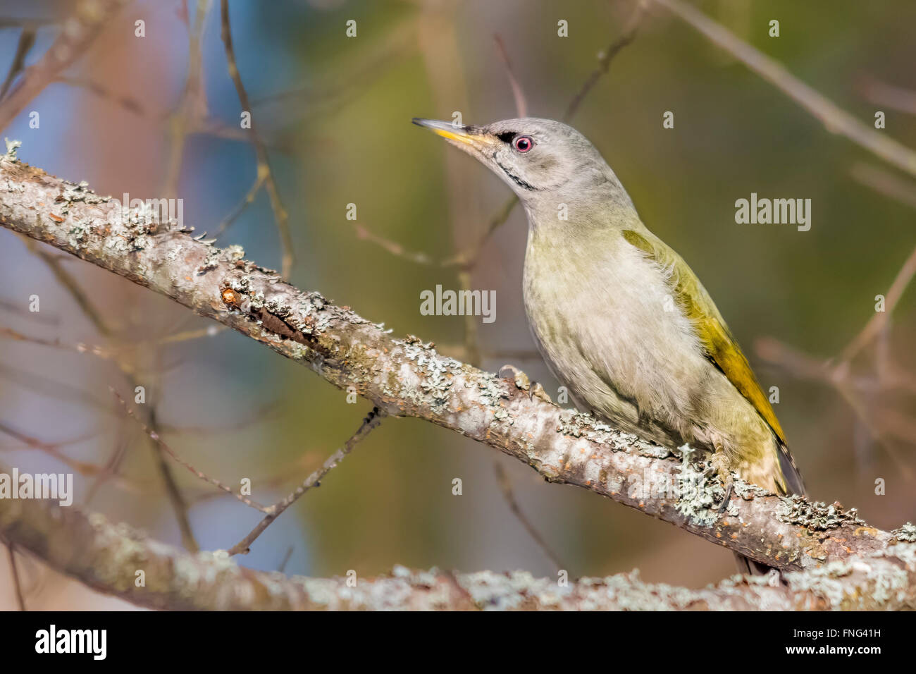 Grey-headed woodpecker (Picus canus) Stock Photo