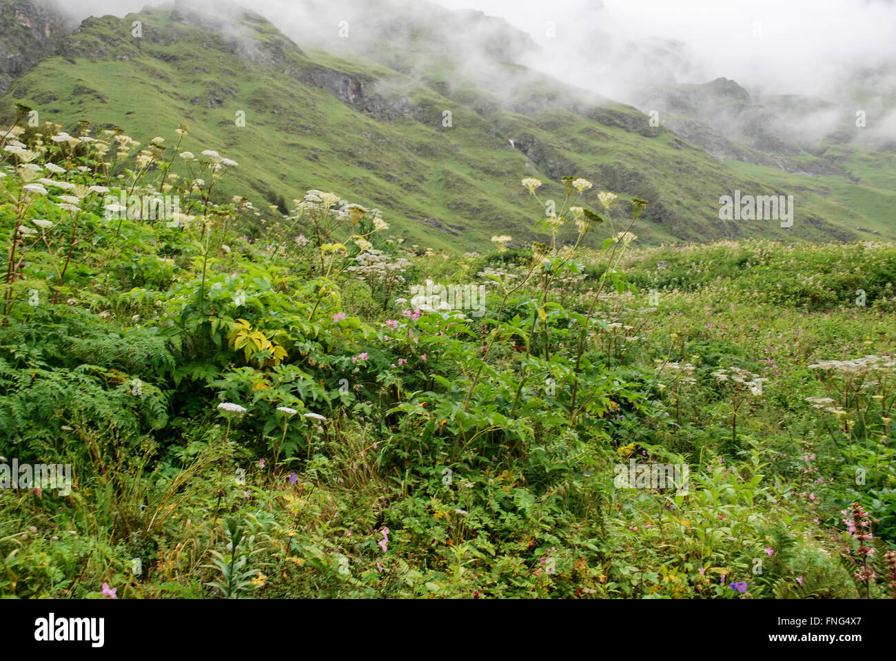 Valley of Flowers National Park is an Indian national park, located in West Himalaya, in the state of Uttarakhand Stock Photo