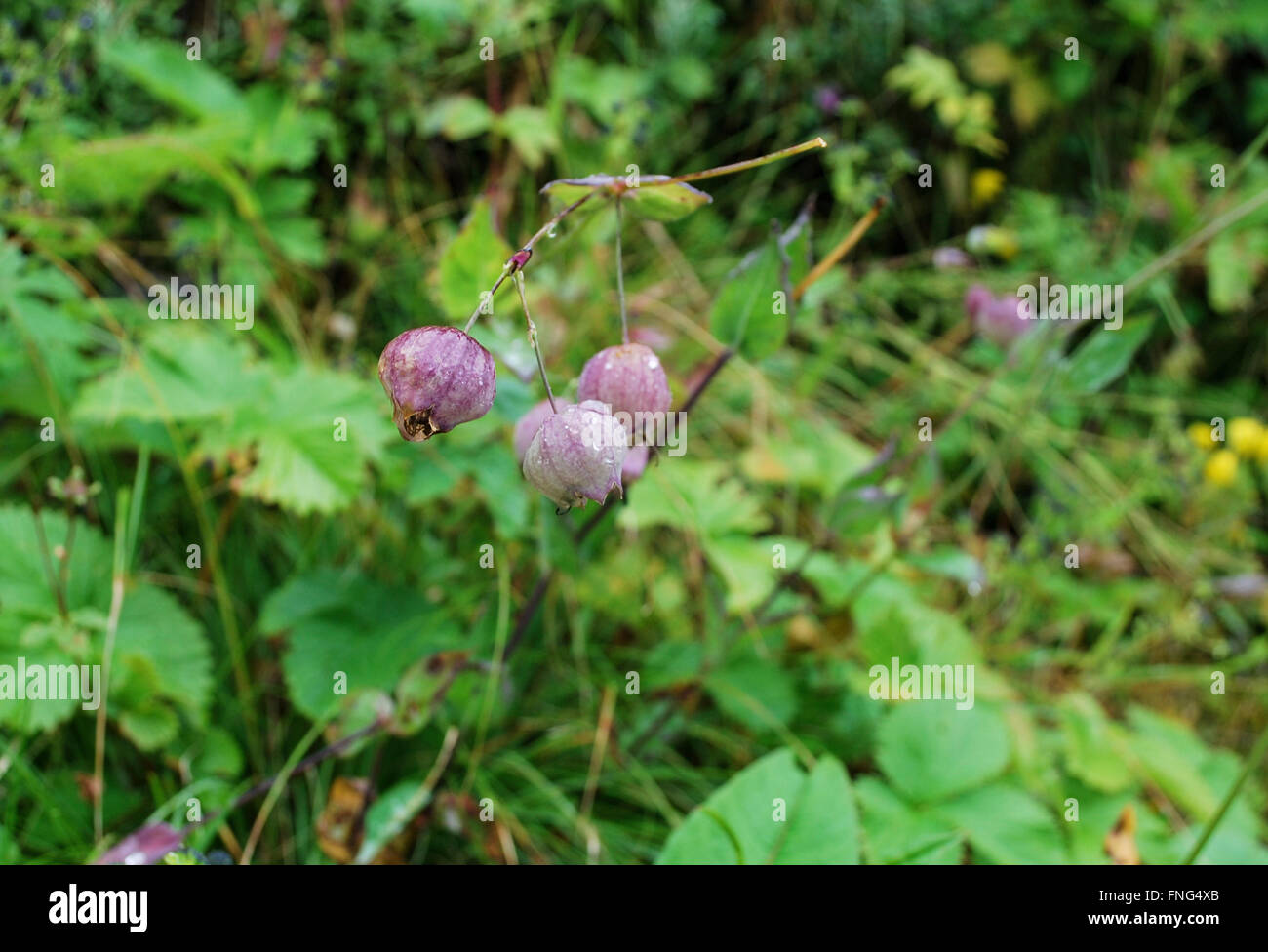 Valley of Flowers National Park is an Indian national park, located in West Himalaya, in the state of Uttarakhand Stock Photo