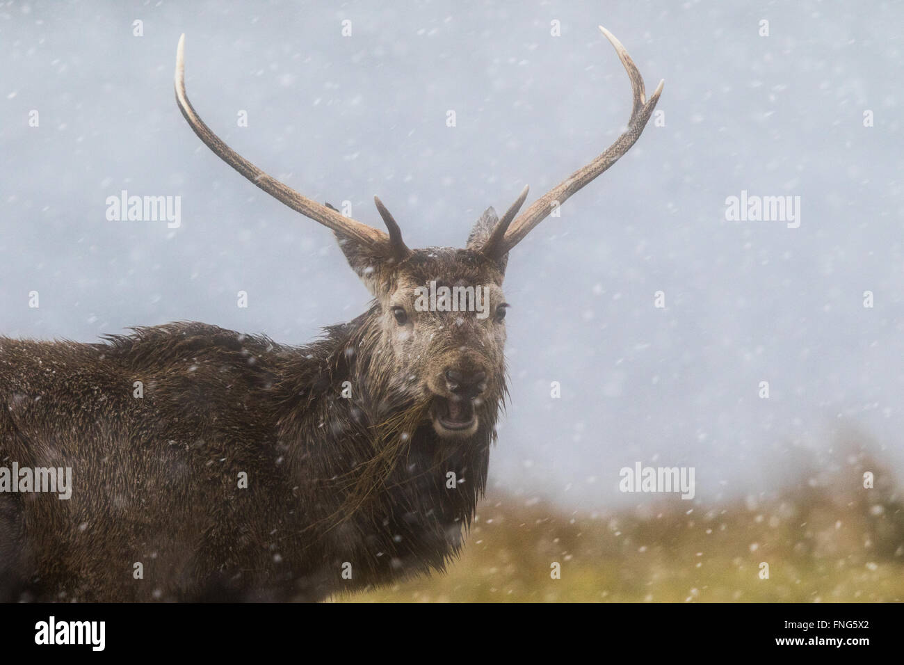 Red Deer (Cervus elaphus) stag eating dead grass in a snowstorm Stock Photo