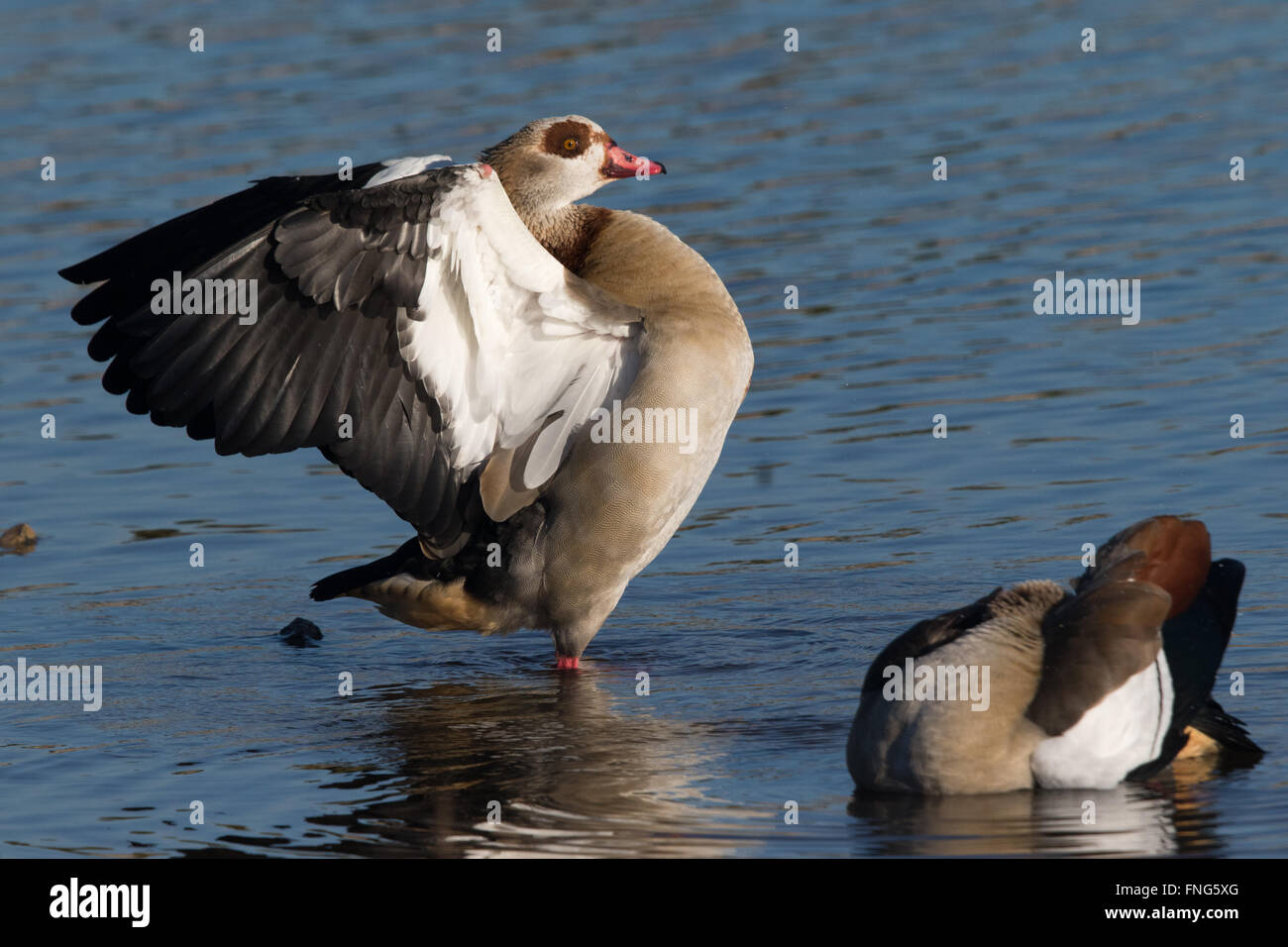 Egyptian Goose (Alopochen aegyptiacus) stretching its wings Stock Photo