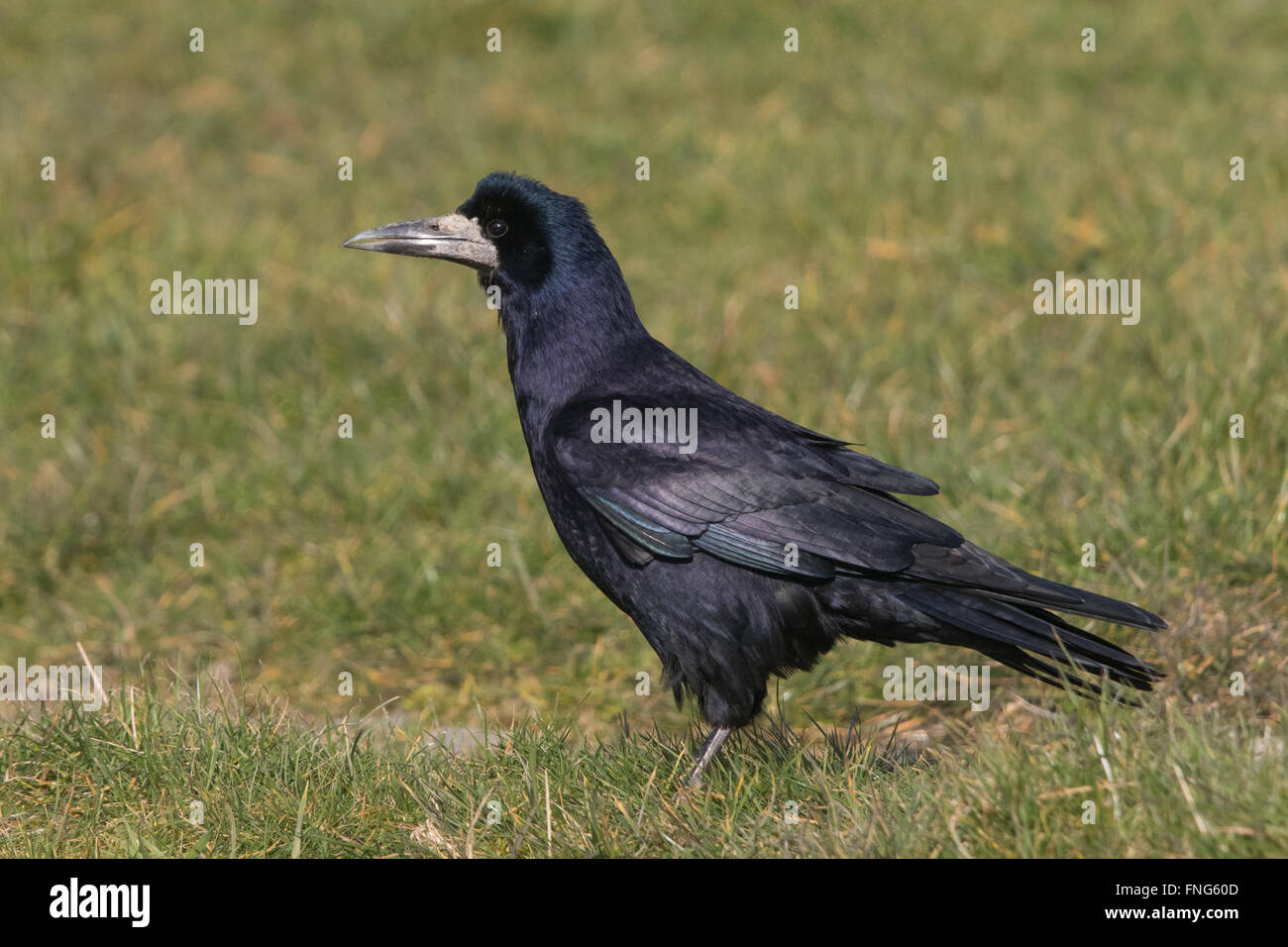 Rook (Corvus frugilegus) Stock Photo